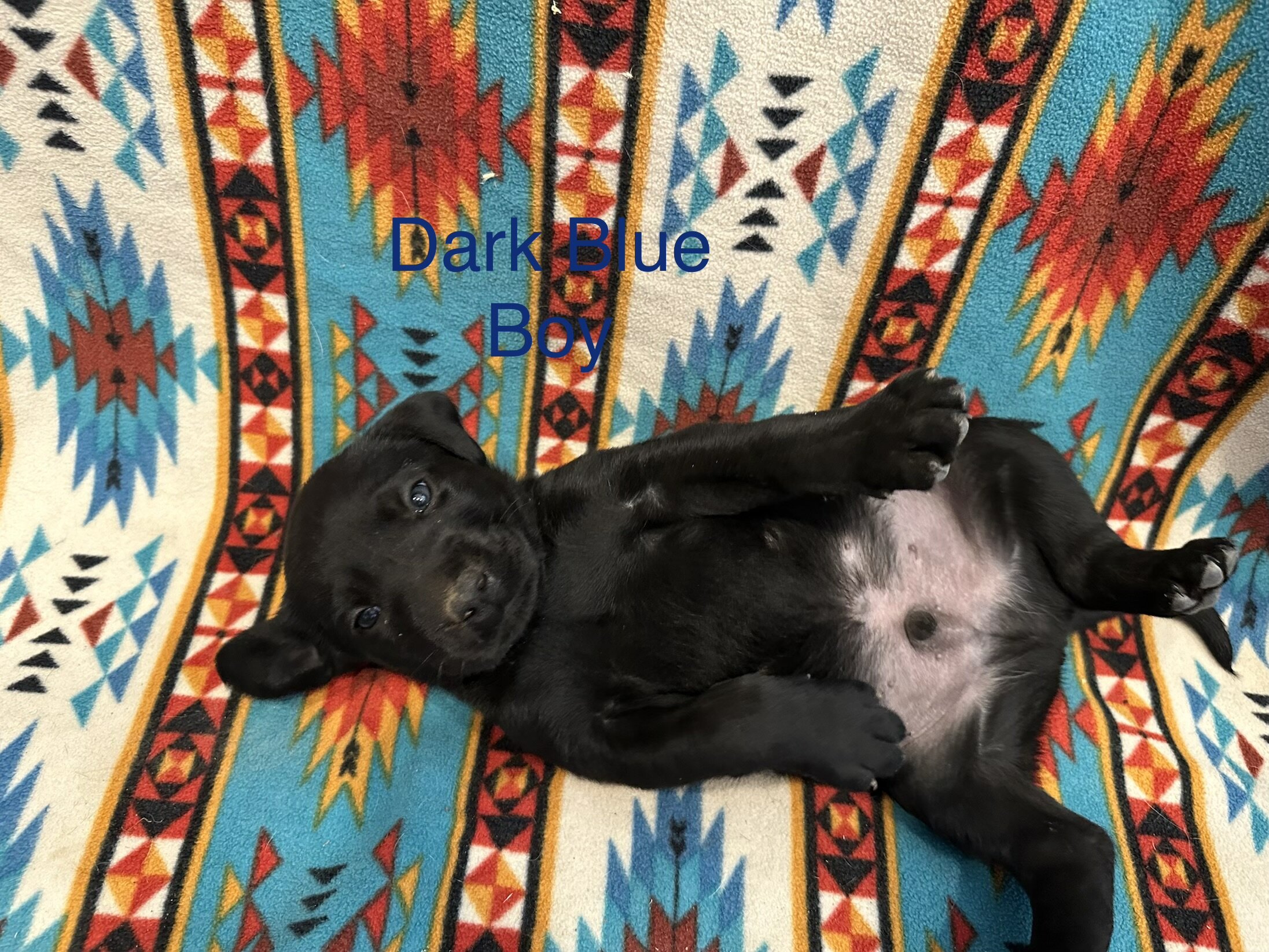 Chesapeake Bay Retriever Black Lab mix image 7