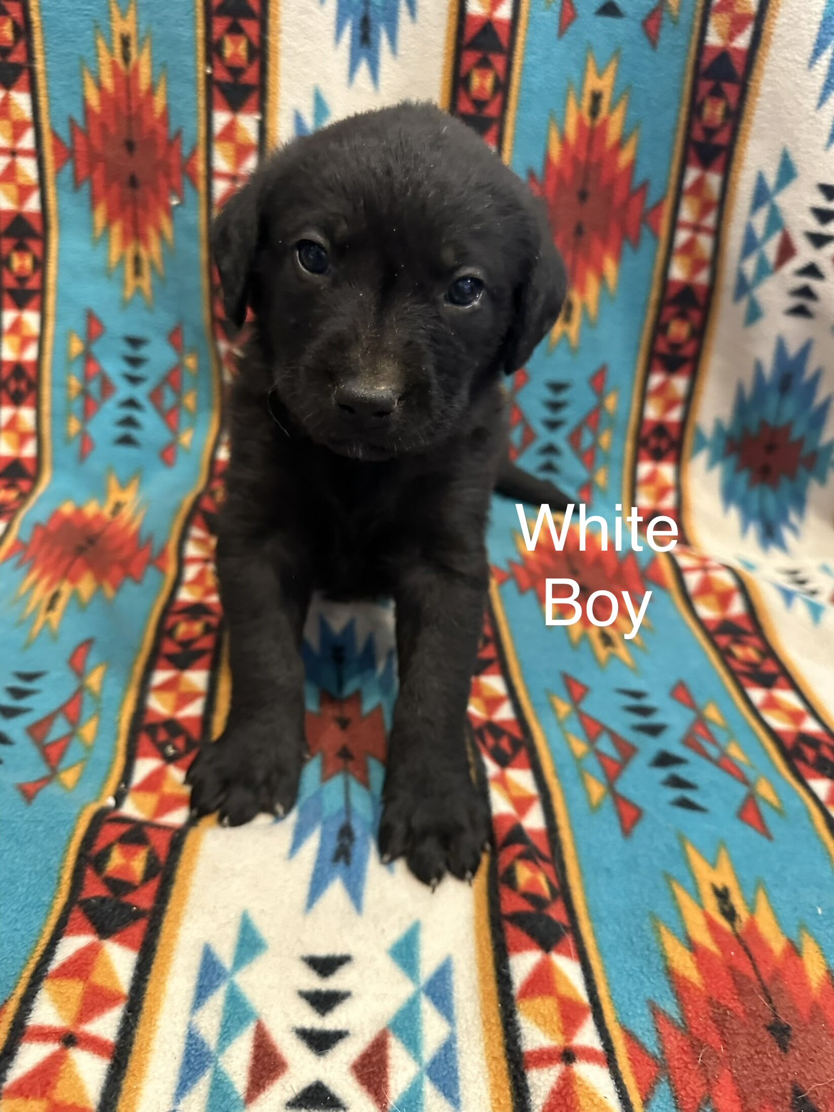 Chesapeake Bay Retriever Black Lab mix image 8