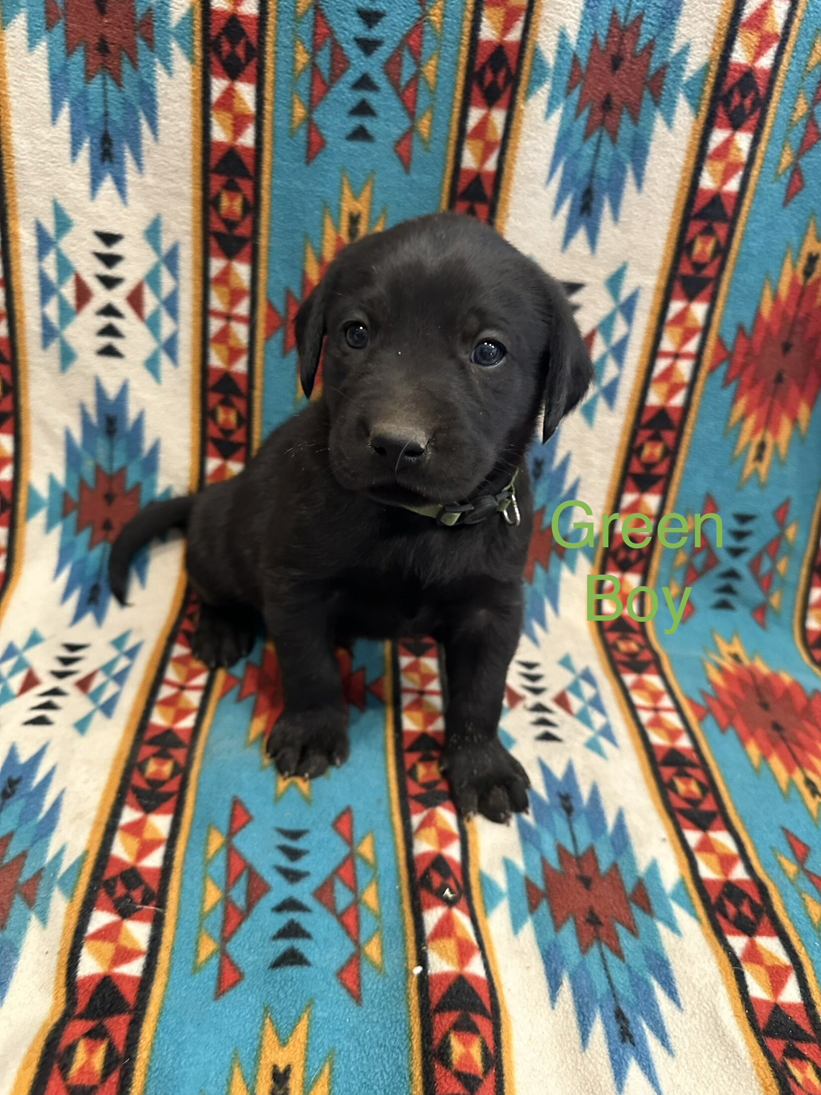 Chesapeake Bay Retriever Black Lab mix image 9