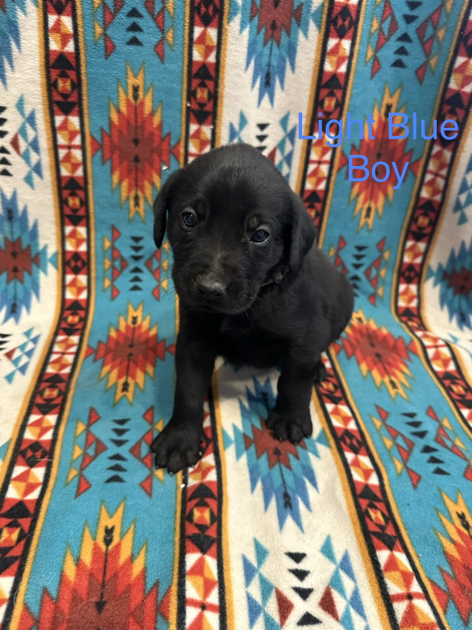 Chesapeake Bay Retriever Black Lab mix image 10