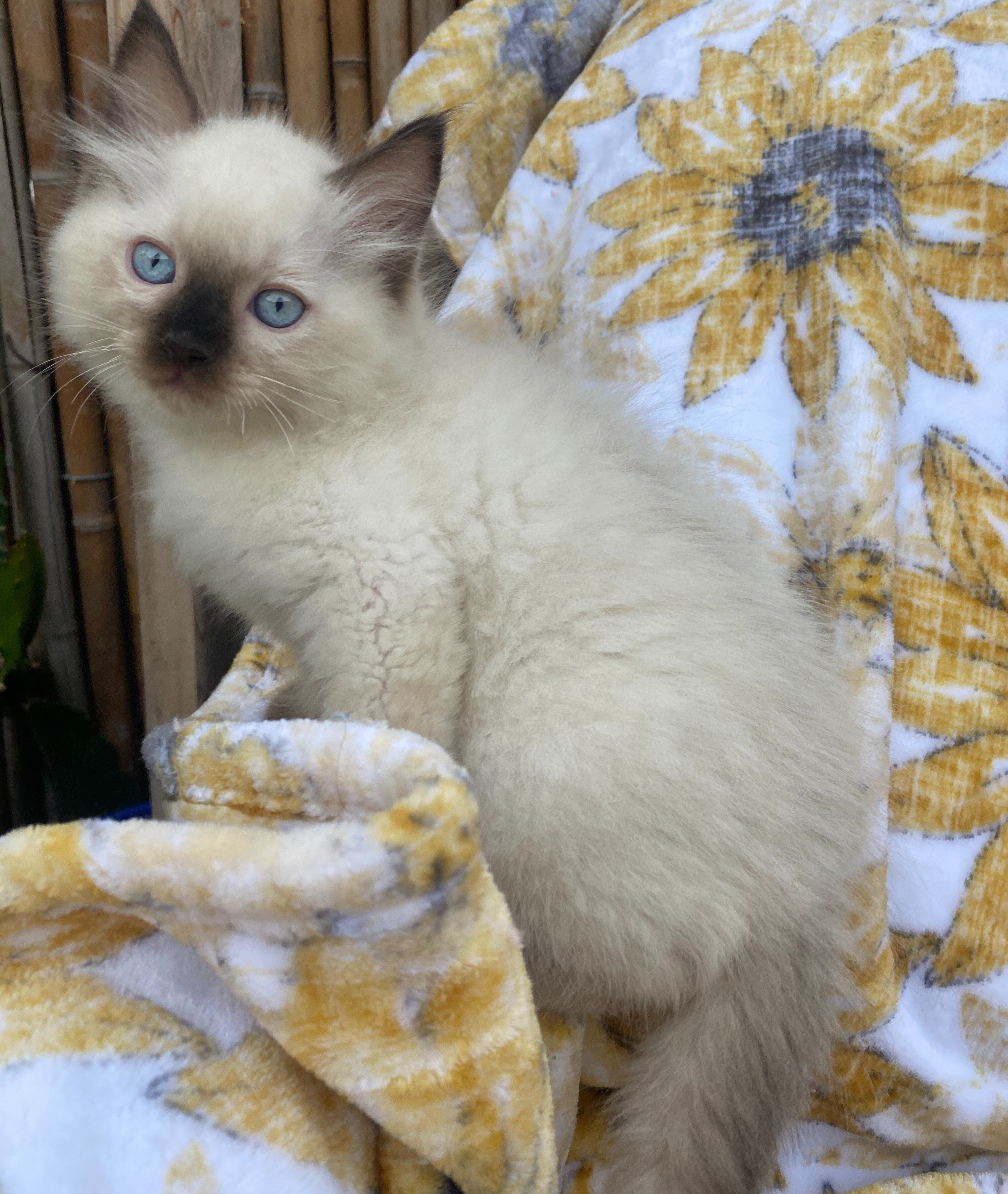 Seal Ragdoll Kittens image 3