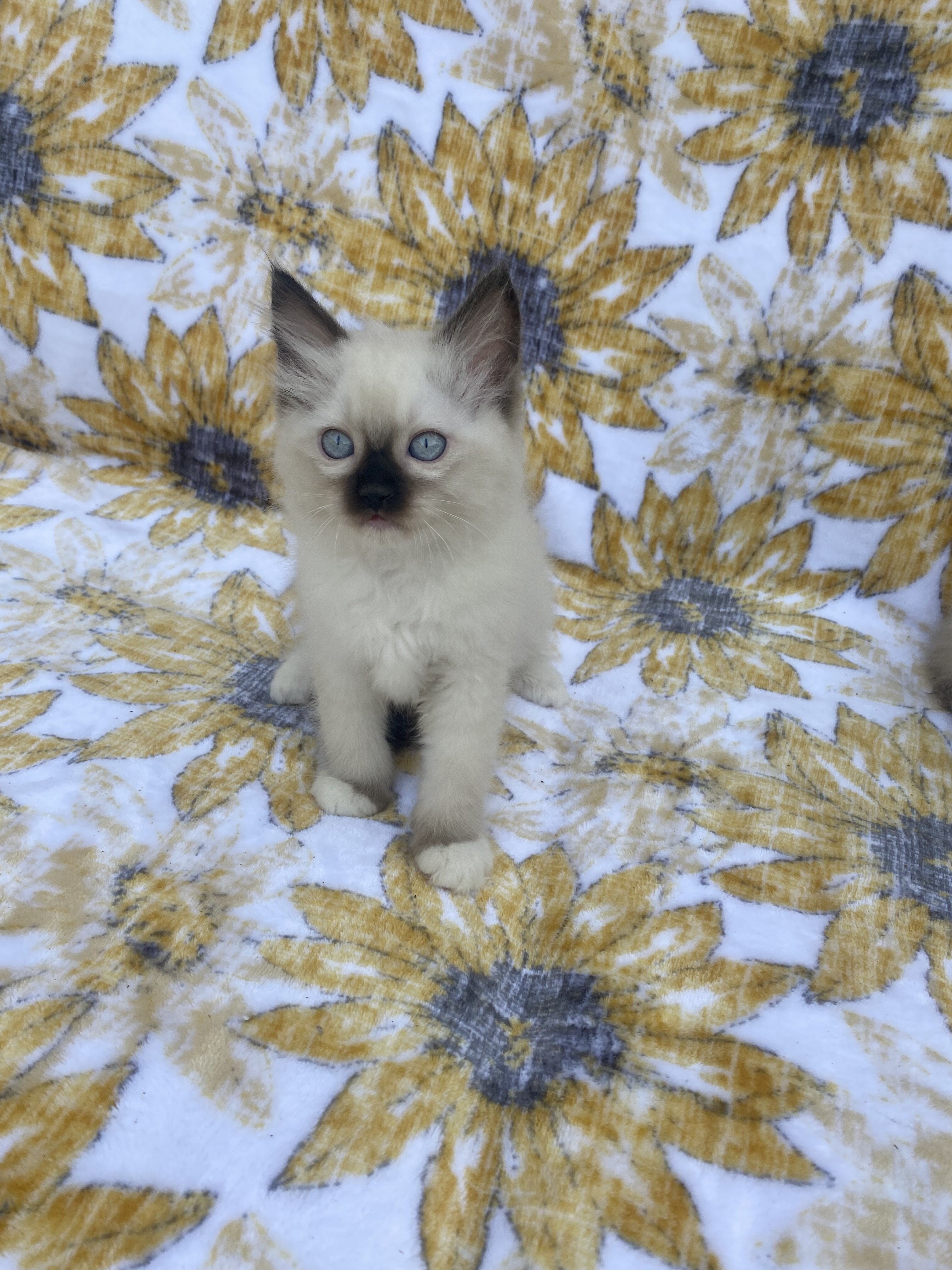 Seal Ragdoll Kittens image 5