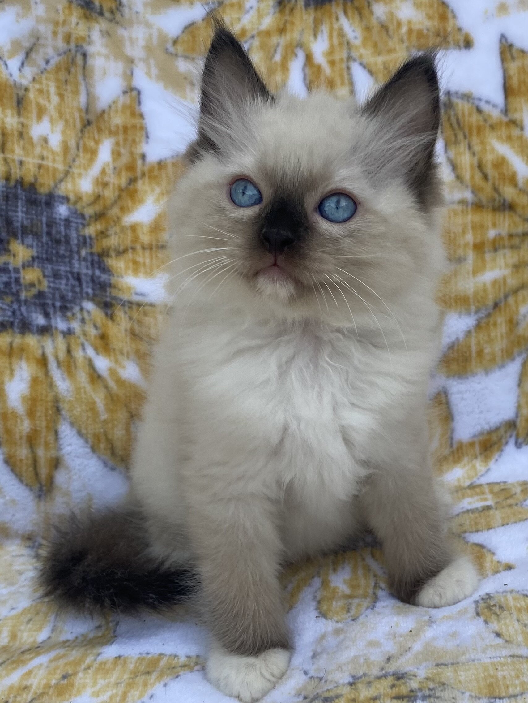 Seal Ragdoll Kittens image 1