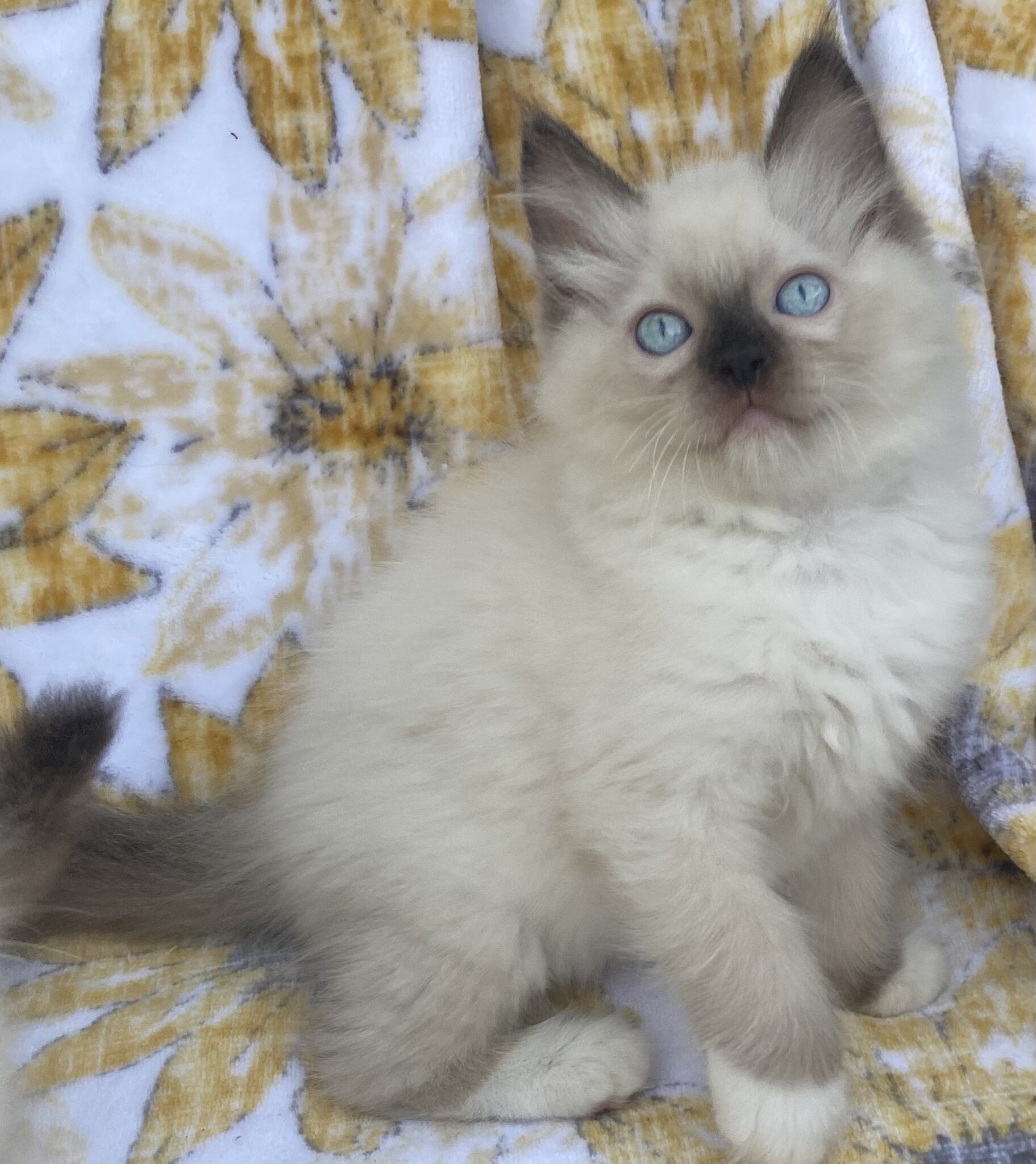 Seal Ragdoll Kittens image 2