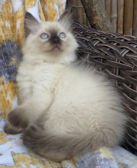 Seal Ragdoll Kittens image 4