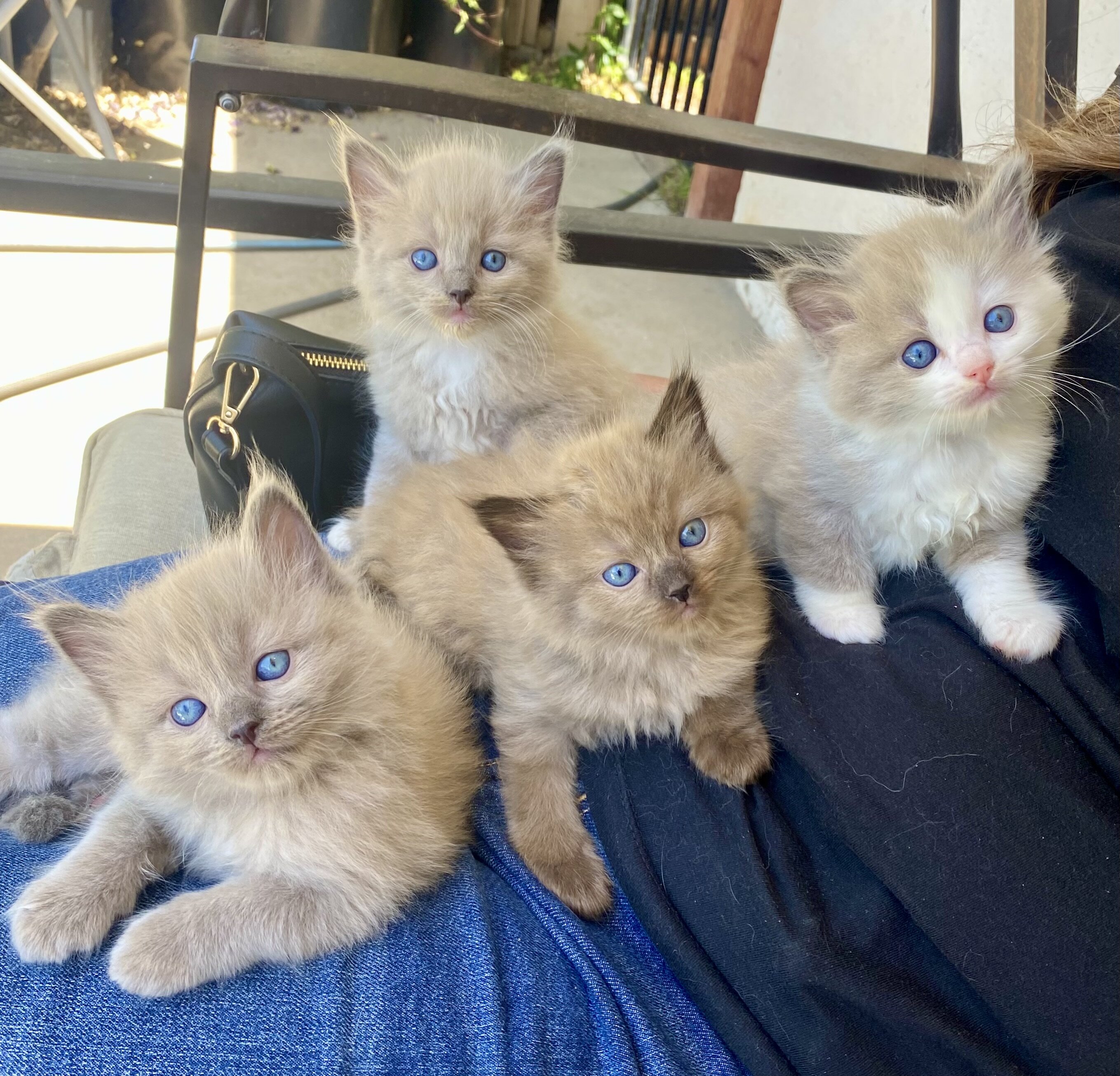 Mink Ragdoll Kittens image 1