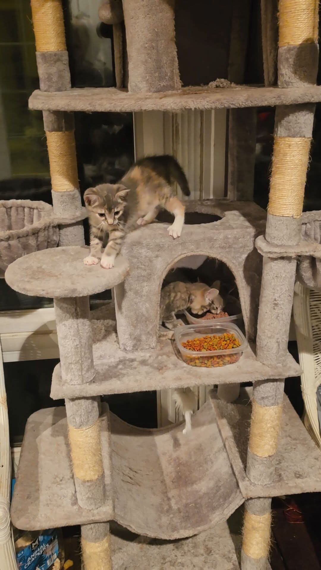 3 gray tabby kittens, all girls image 1