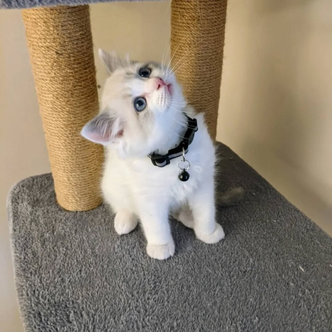Cute Ragdoll kittens looking for loving home image 3