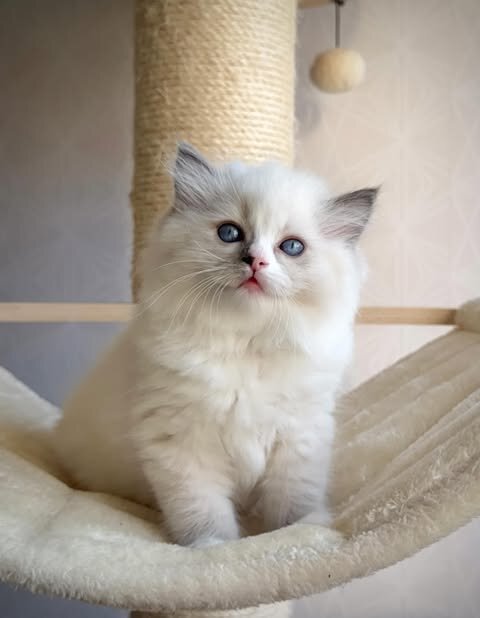 Cute Ragdoll kittens looking for loving home image 1
