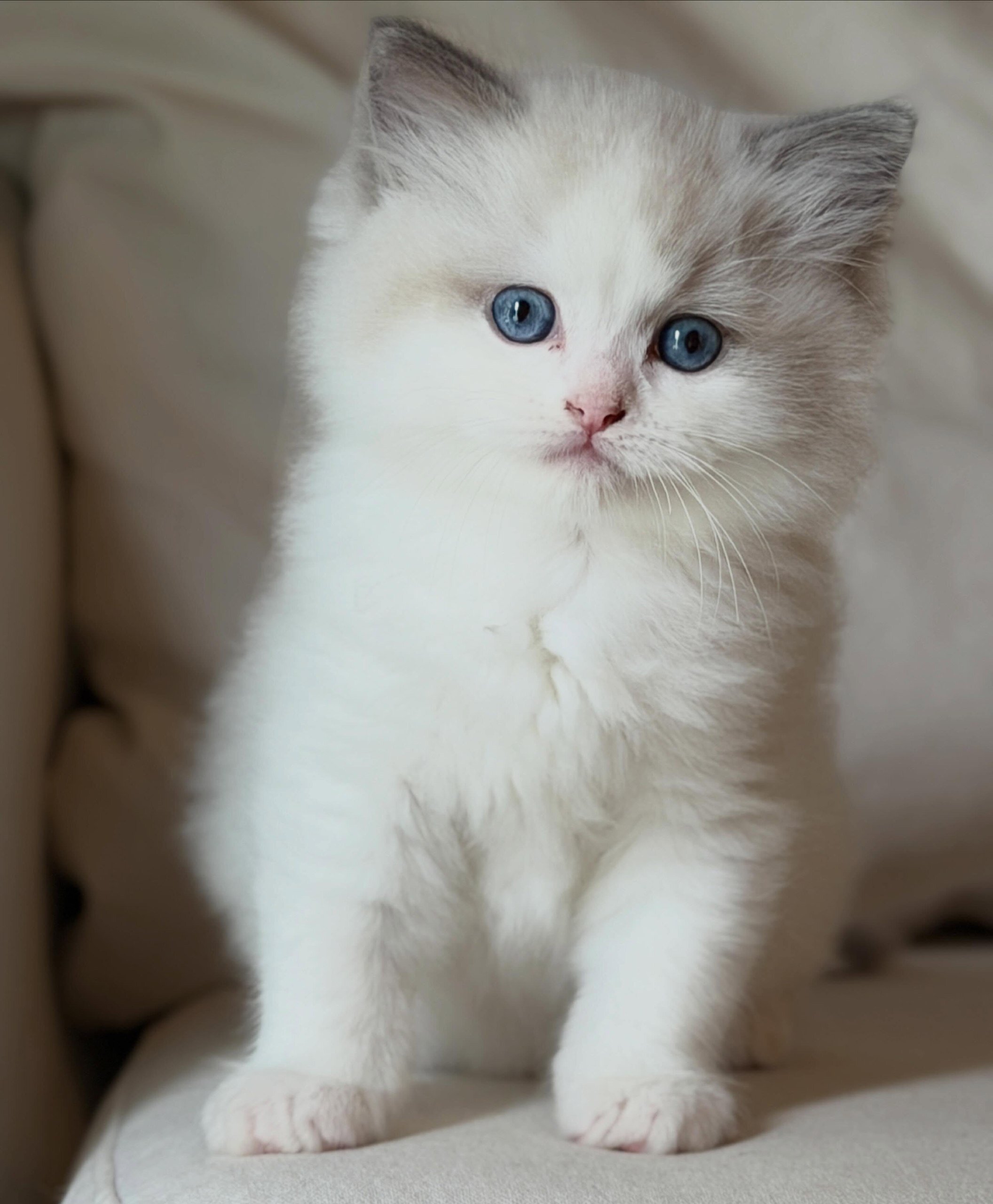 Cute Ragdoll kittens looking for loving home image 2