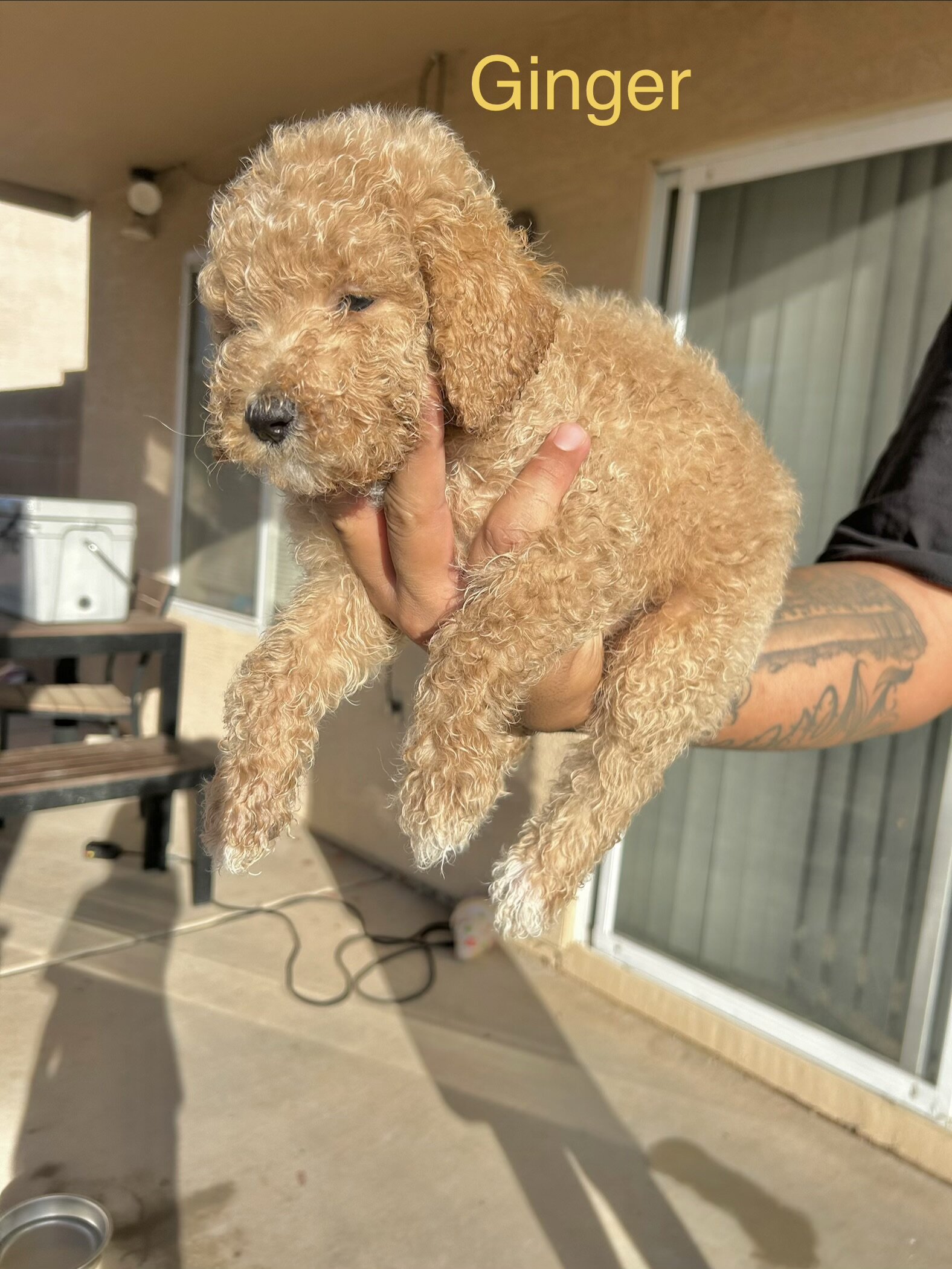 Golden doodles image 3