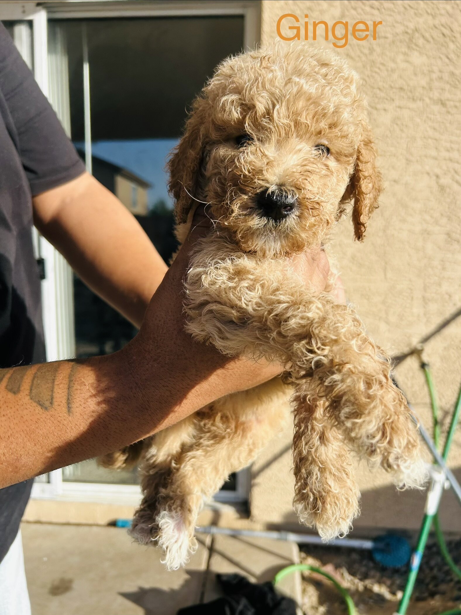 Golden doodles image 5