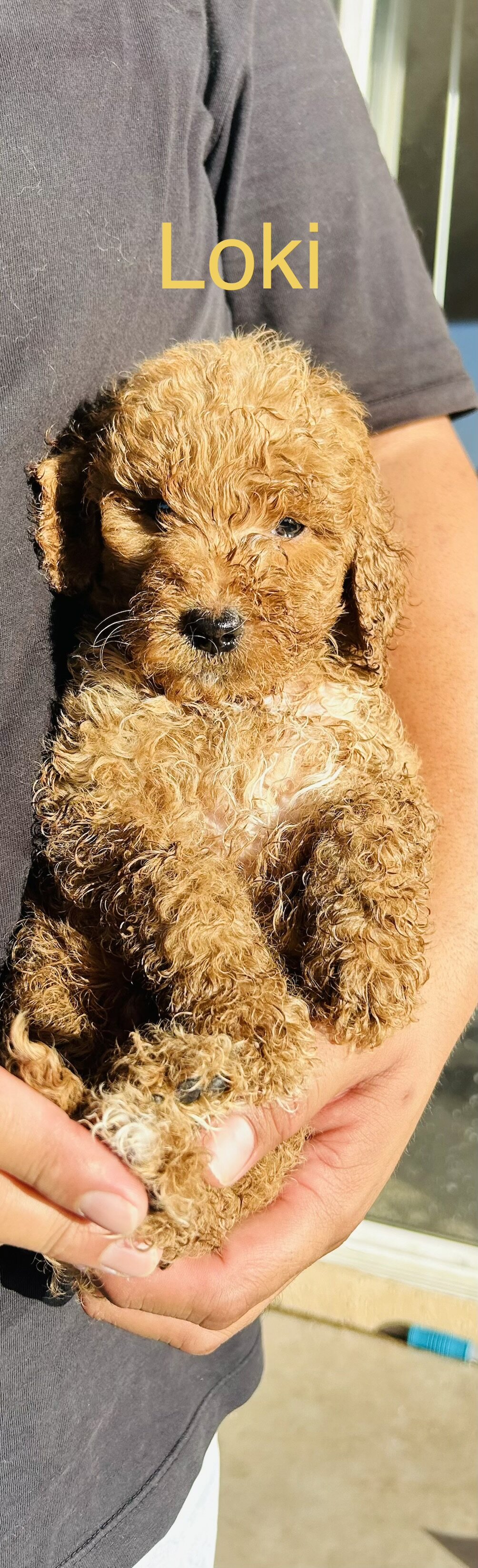 Golden doodles image 4