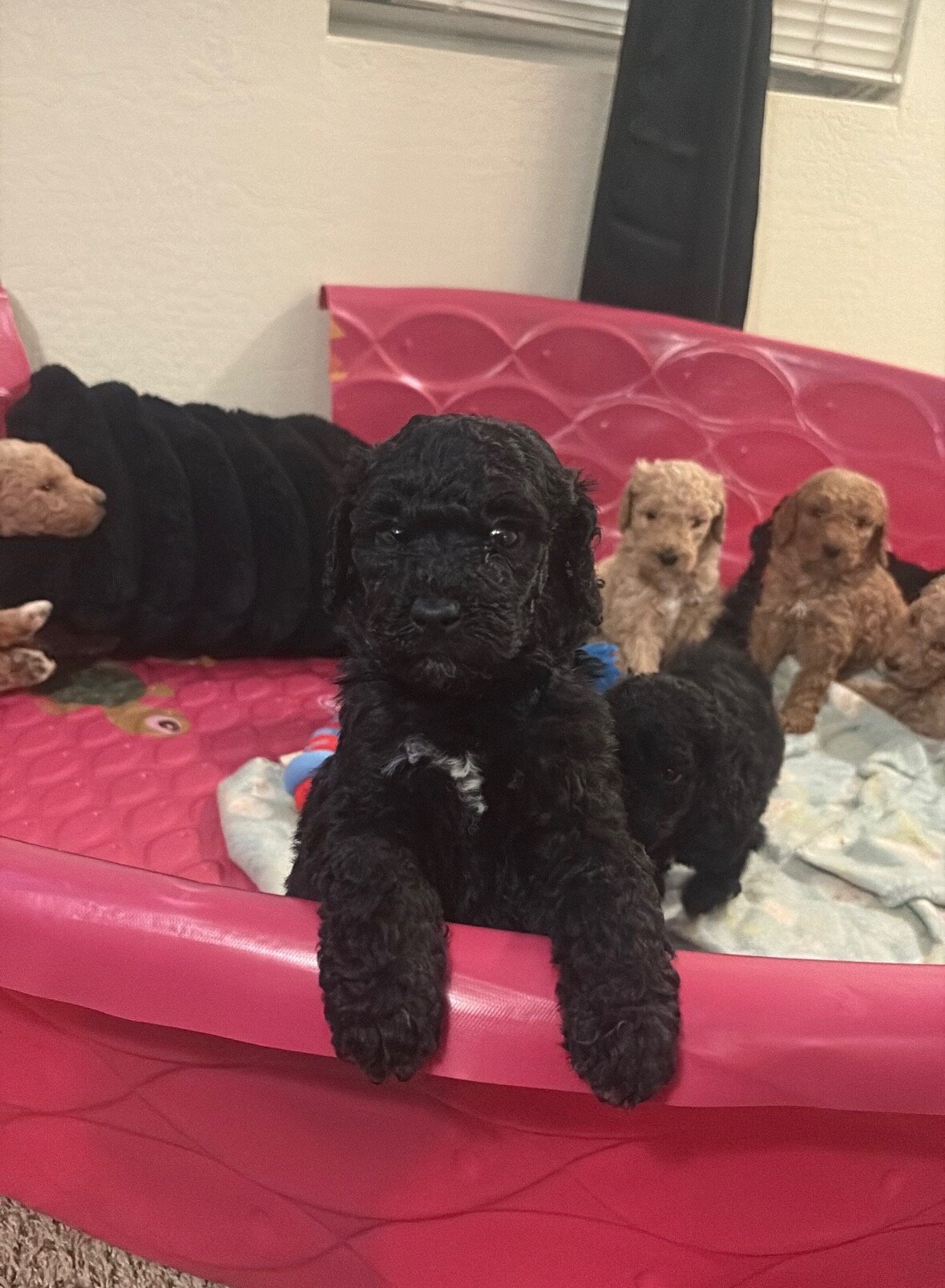 Golden doodles image 2