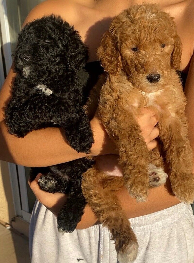 Golden doodles image 1