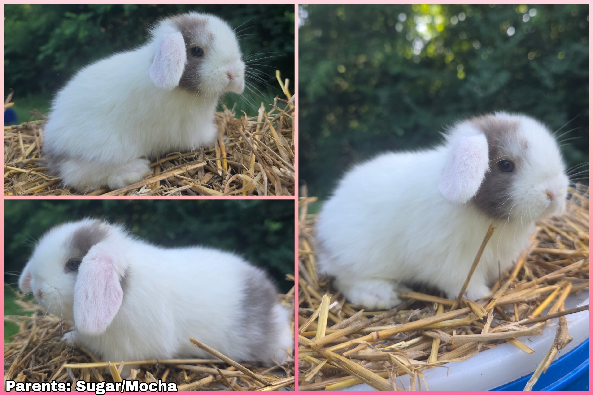 Holland lop image 1
