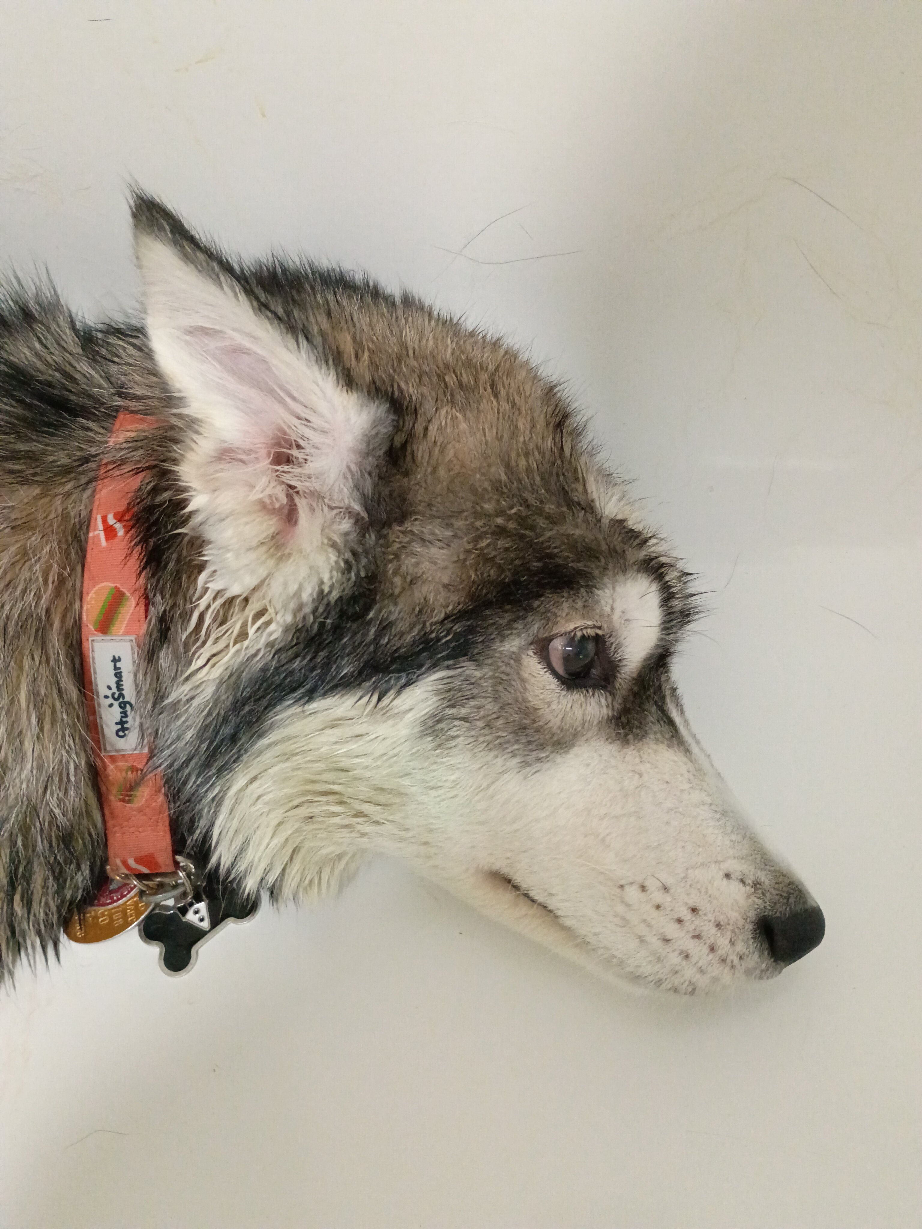 Husky image 1