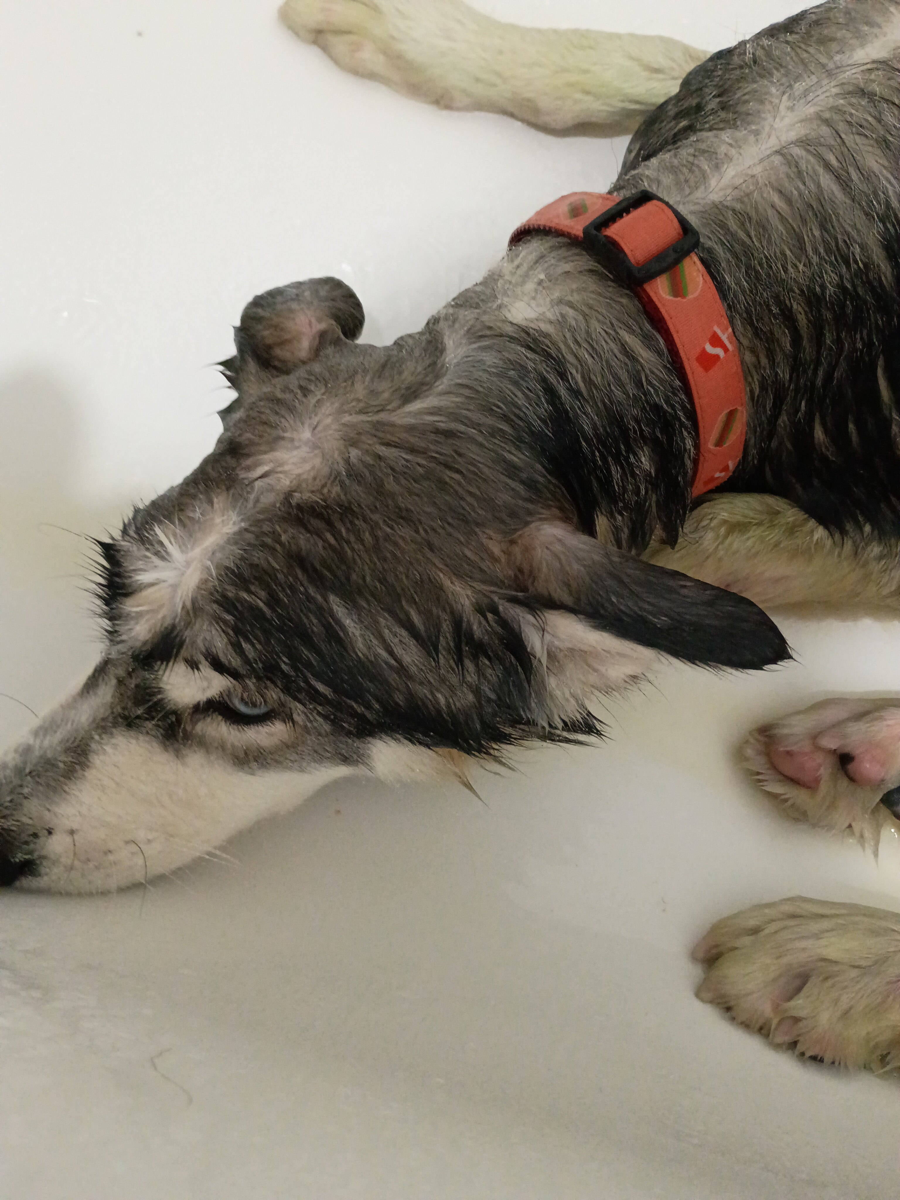 Husky image 2