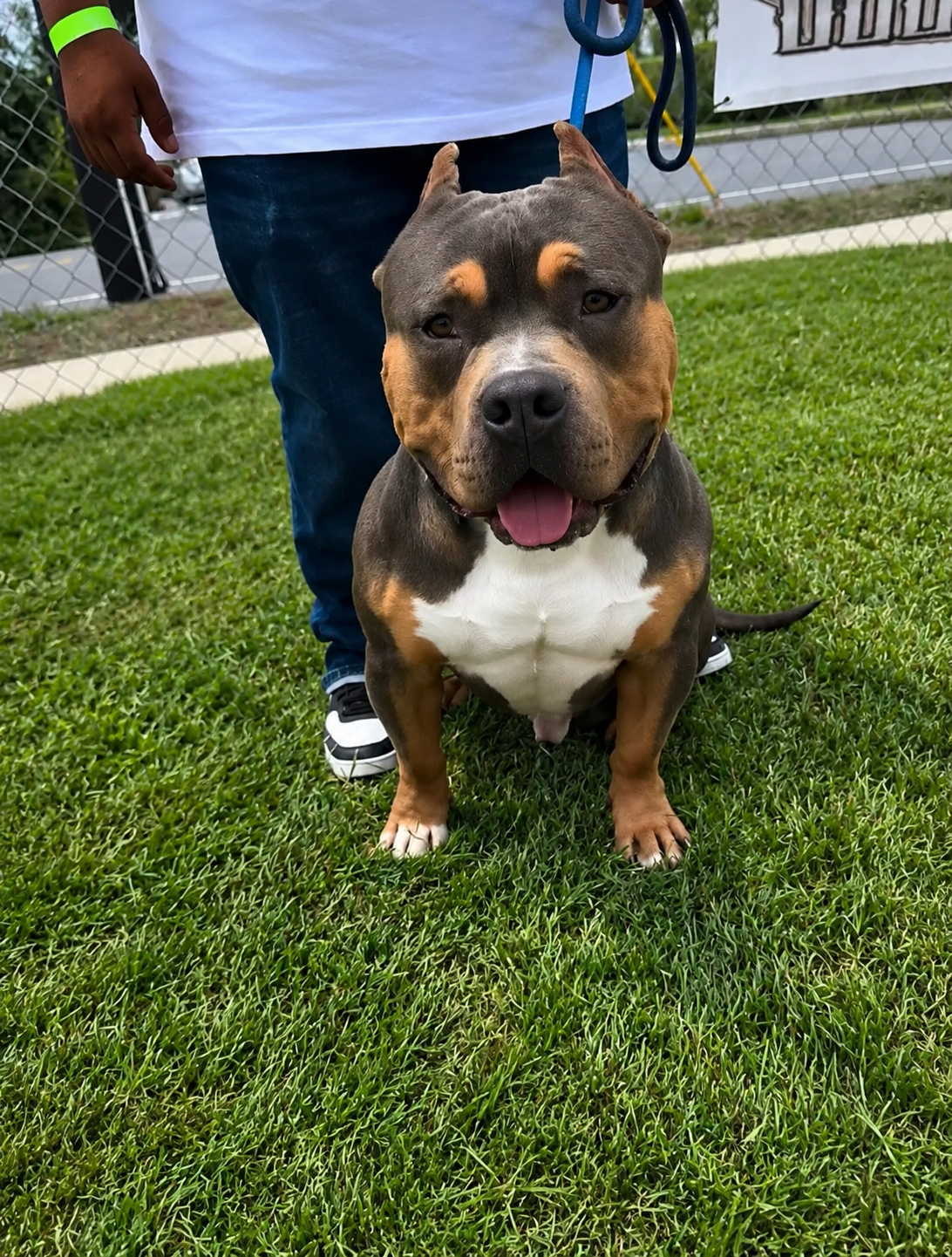 C-Smoke American Standard Bully image 3