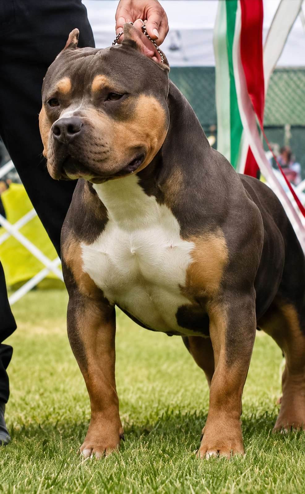 C-Smoke American Standard Bully image 1