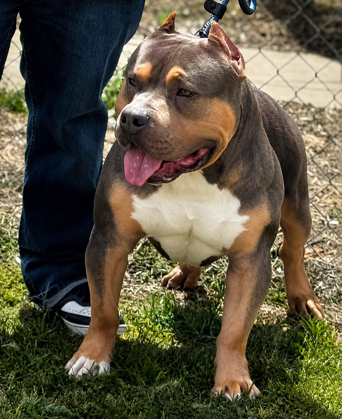 C-Smoke American Standard Bully image 2