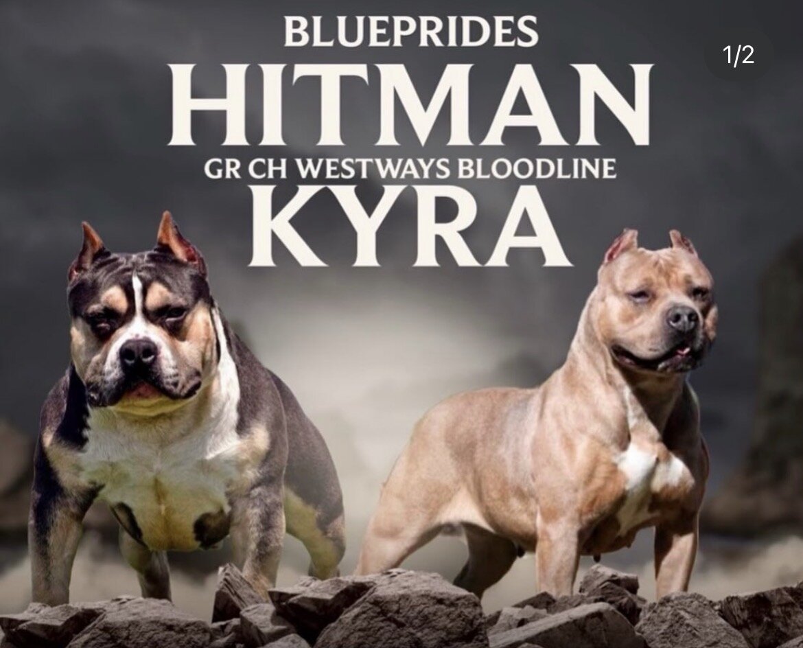 C-Smoke American Standard Bully image 4