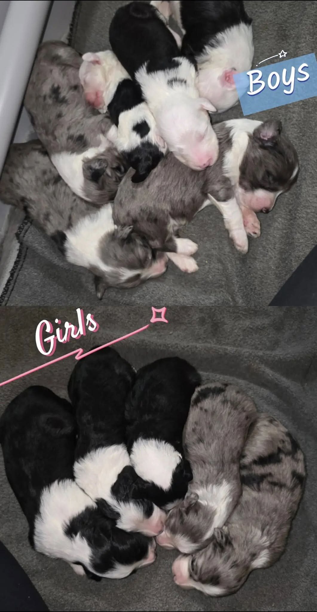 Minature SheepaDoodle image 1