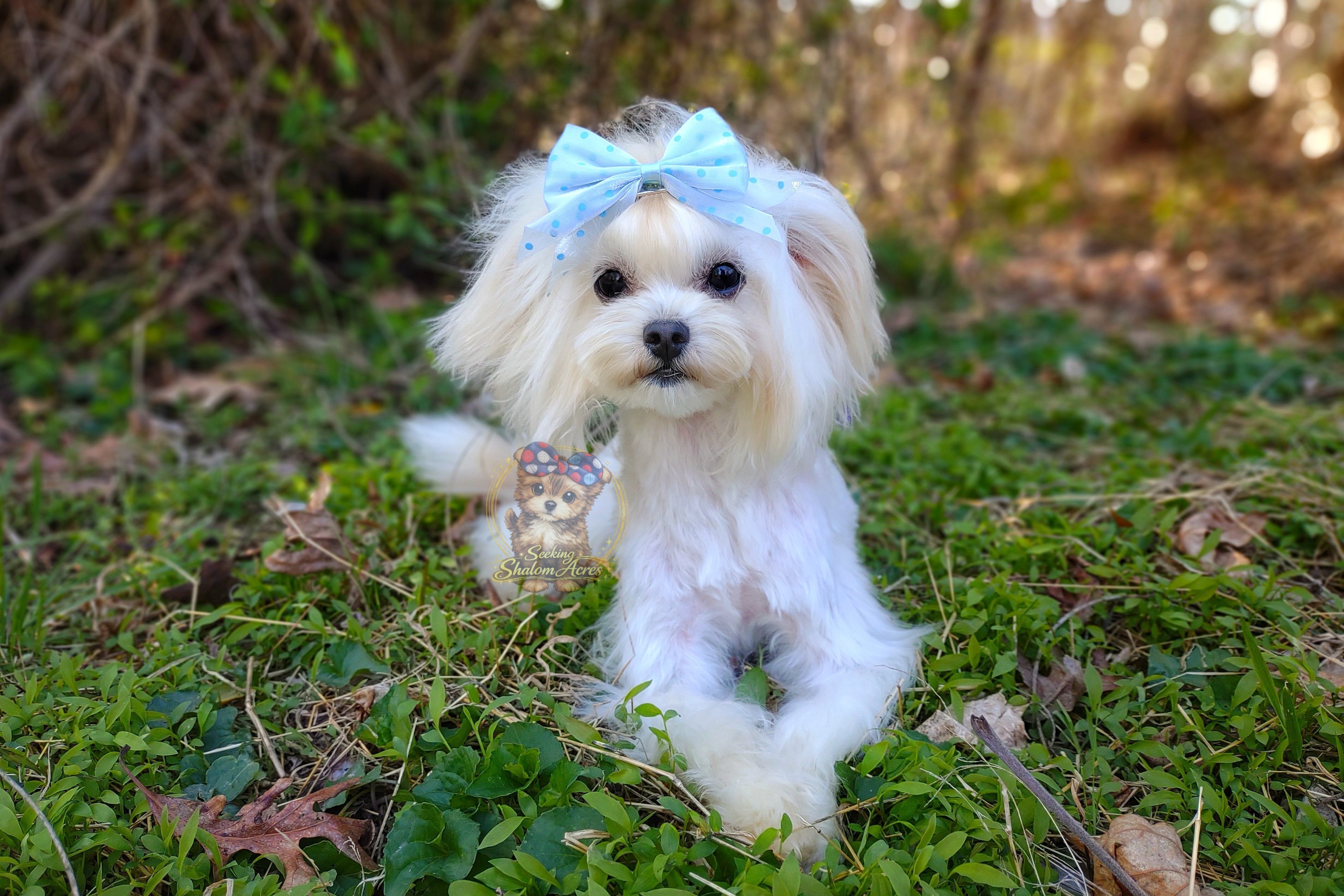 Korean Maltipoo Taiyang image 1