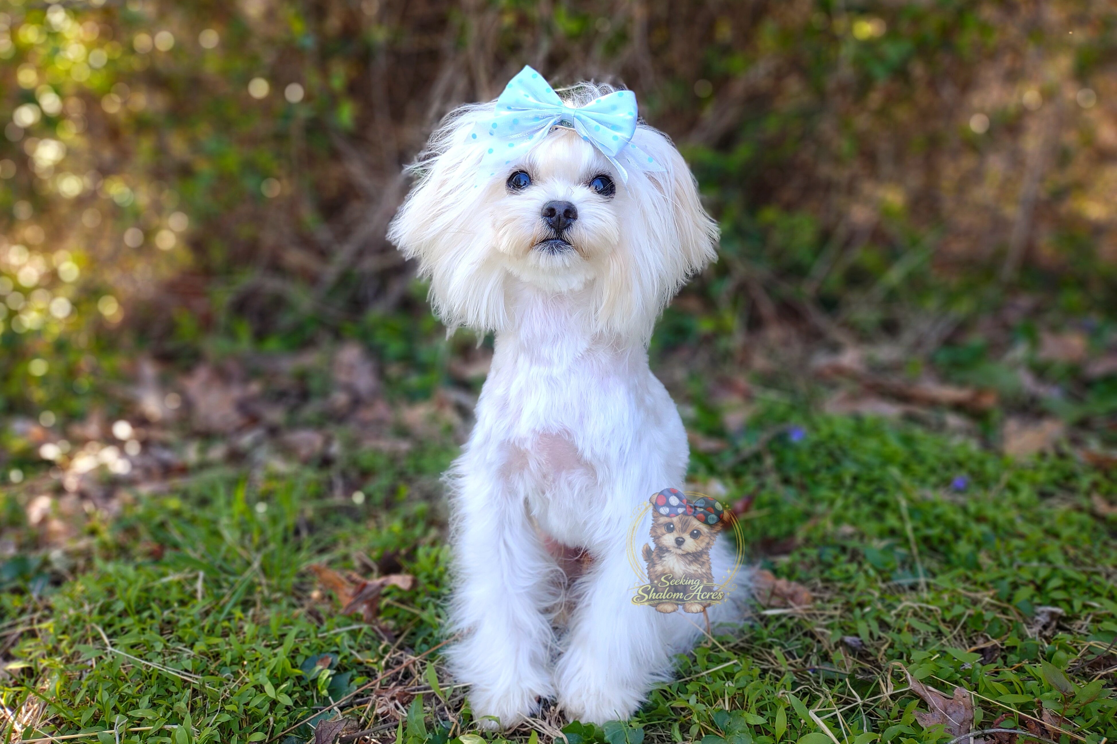 Korean Maltipoo Taiyang image 3