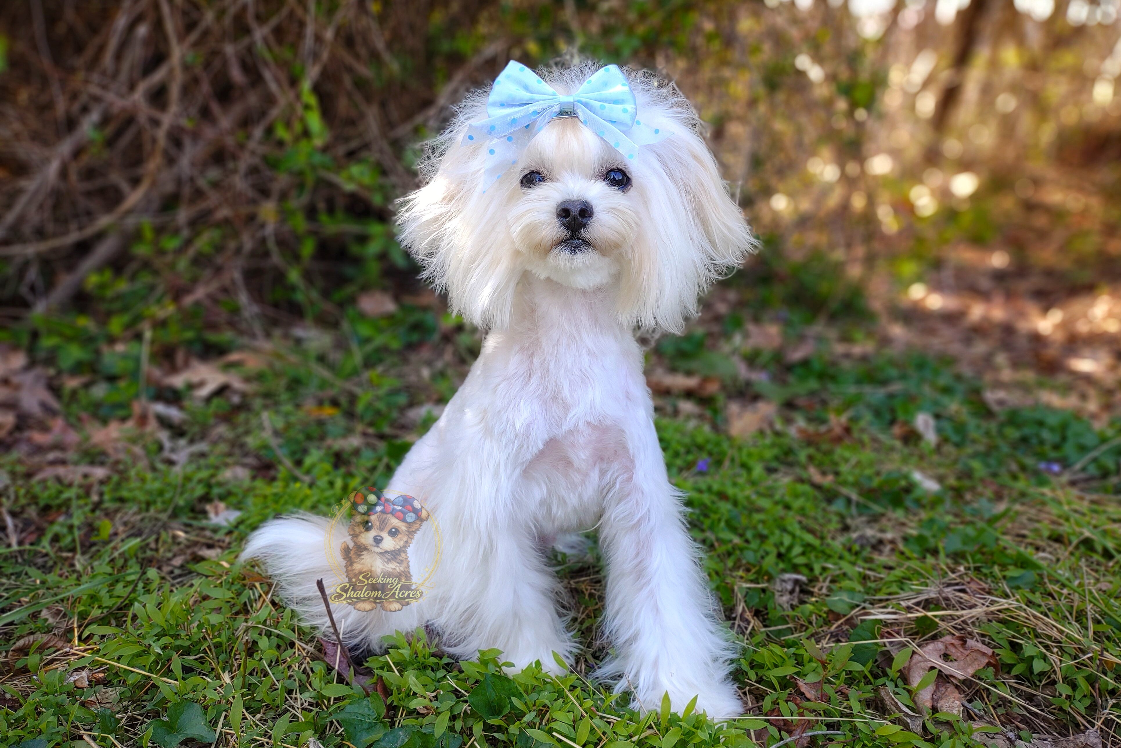 Korean Maltipoo Taiyang image 4