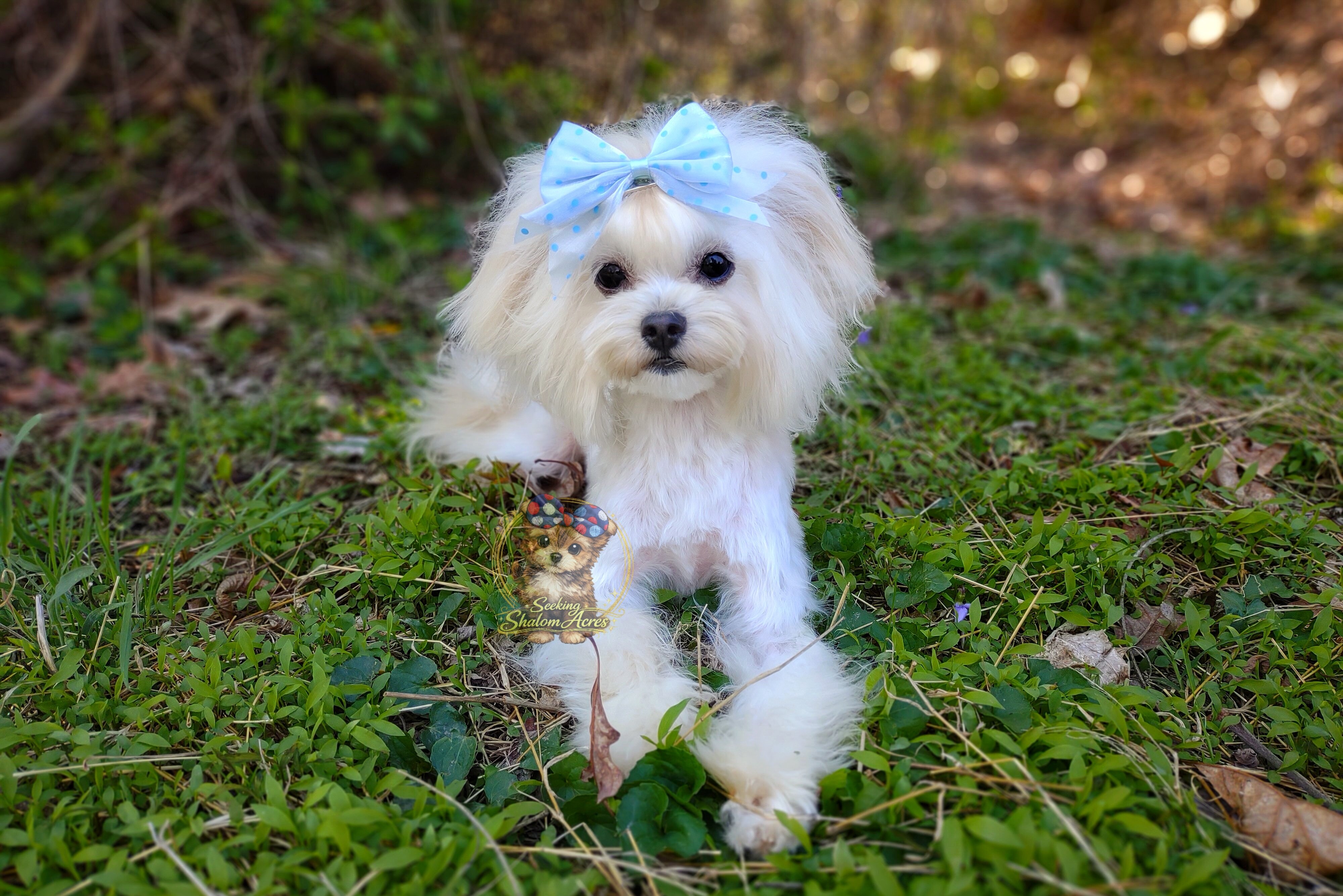 Korean Maltipoo Taiyang image 2