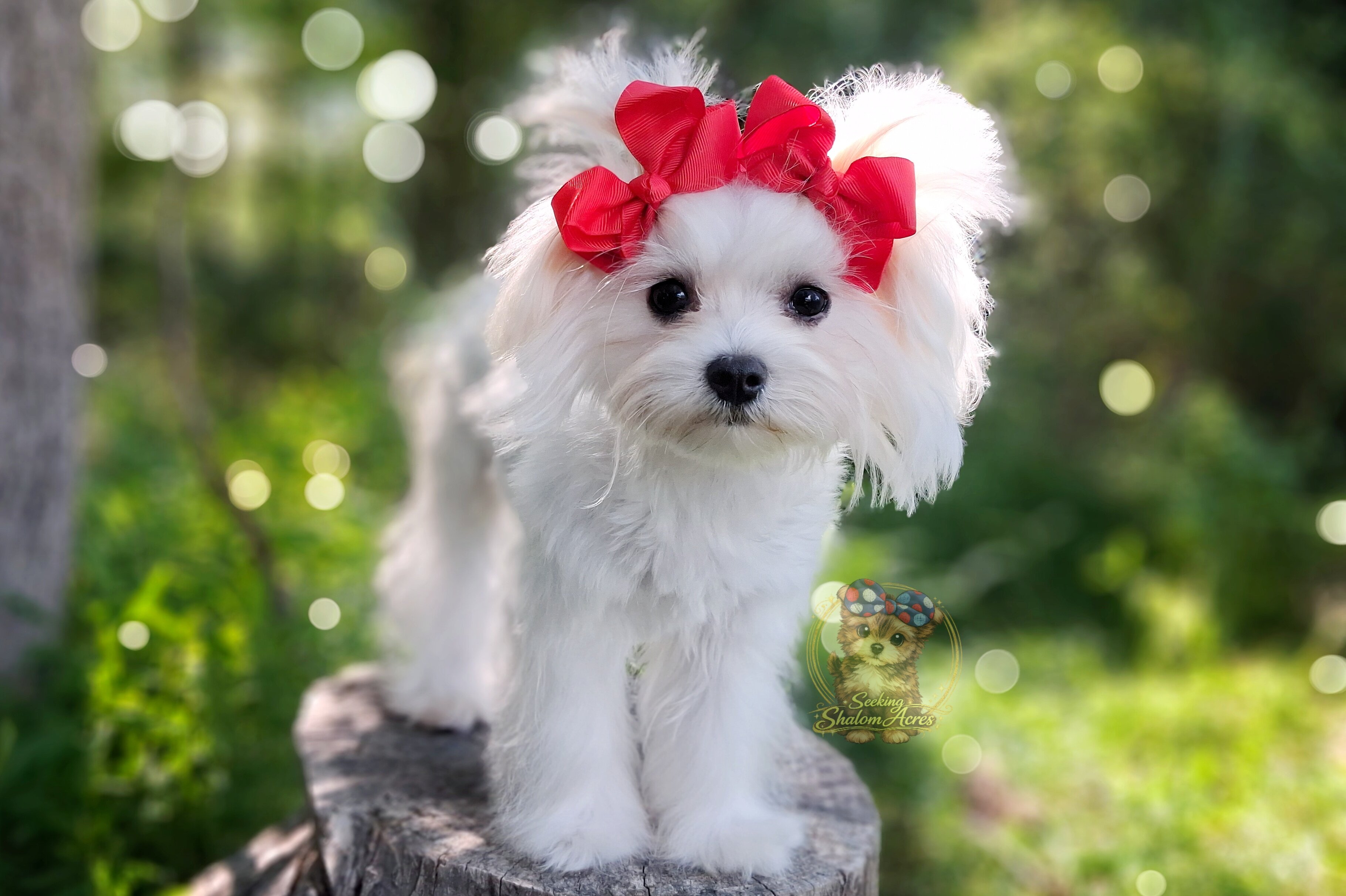 Korean Maltese Snowball image 3