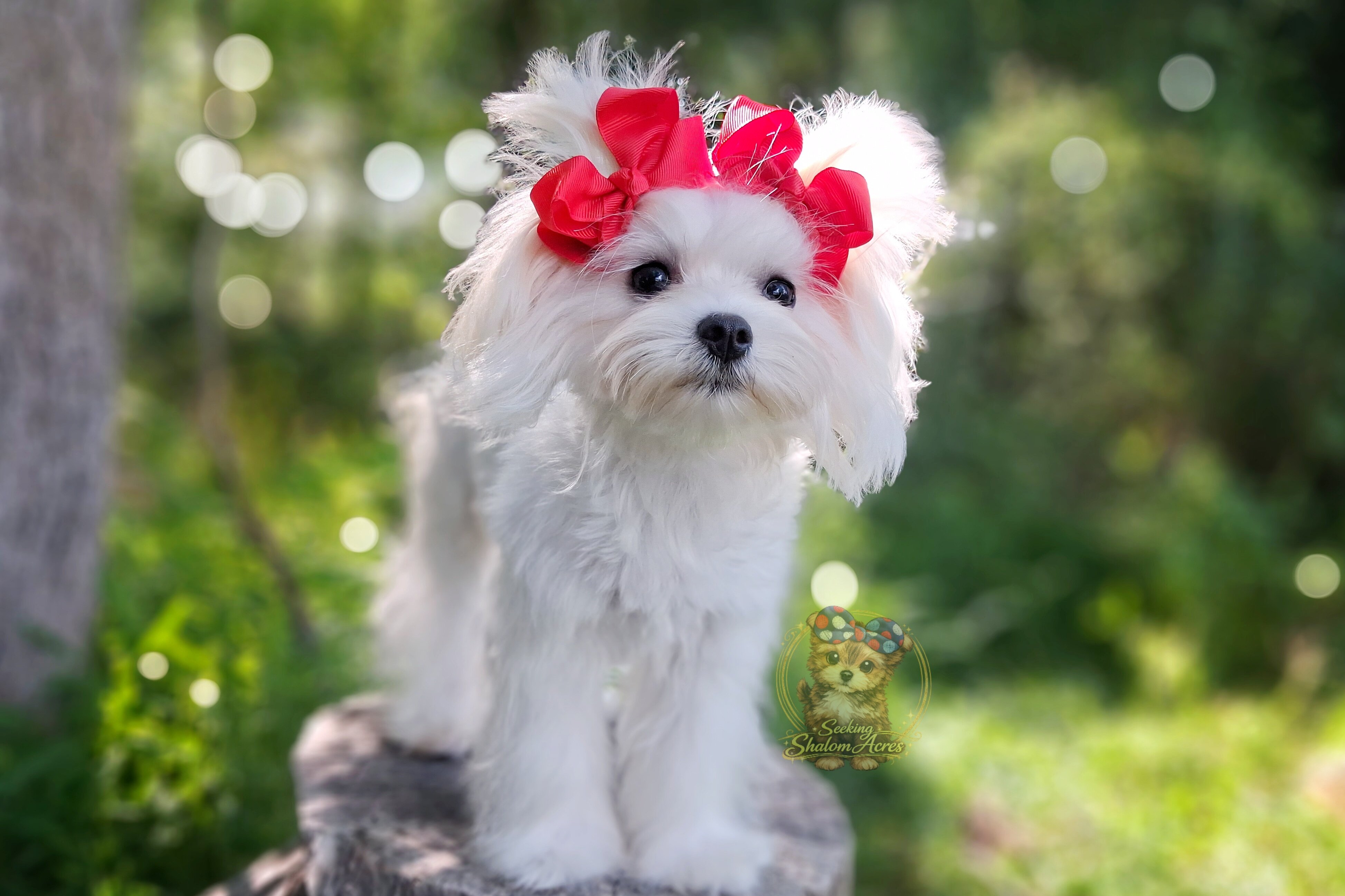 Korean Maltese Snowball image 1