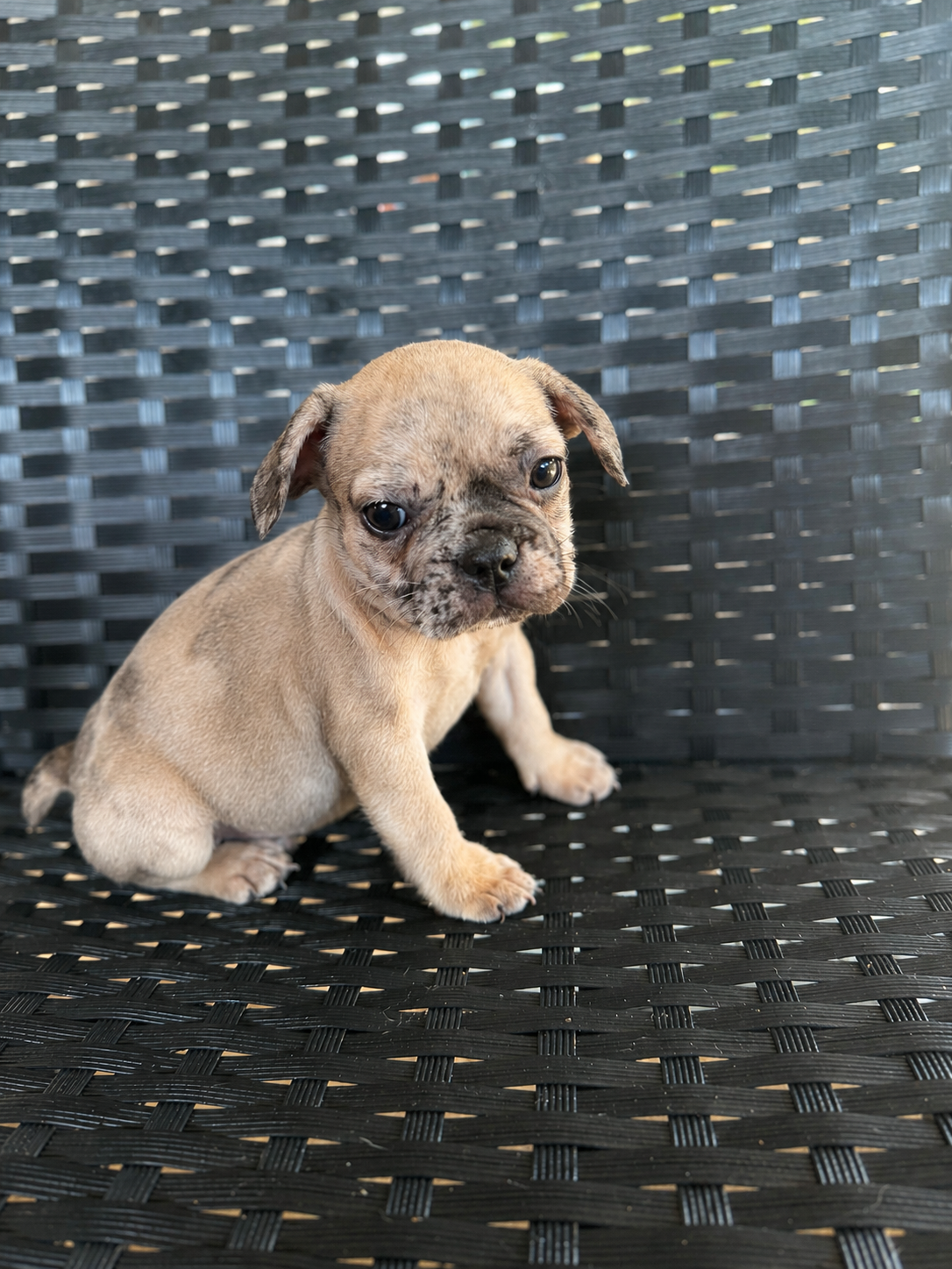 Frenchie puppies image 2