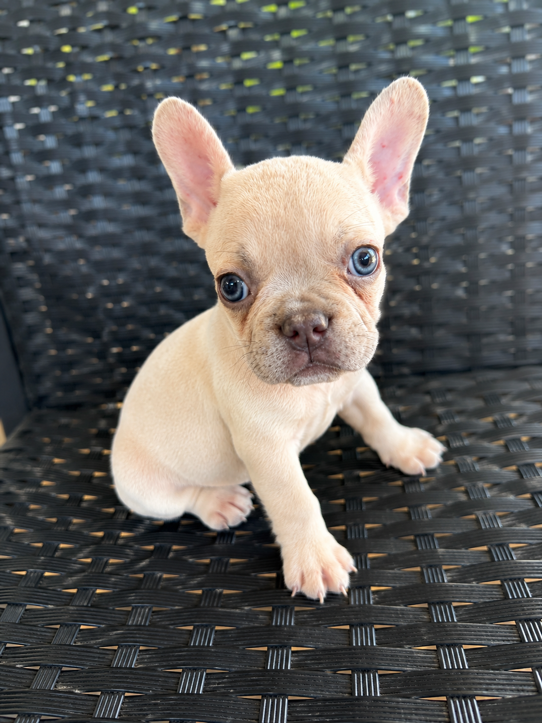 Frenchie puppies image 3