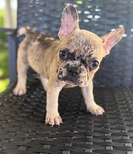 Frenchie puppies image 1