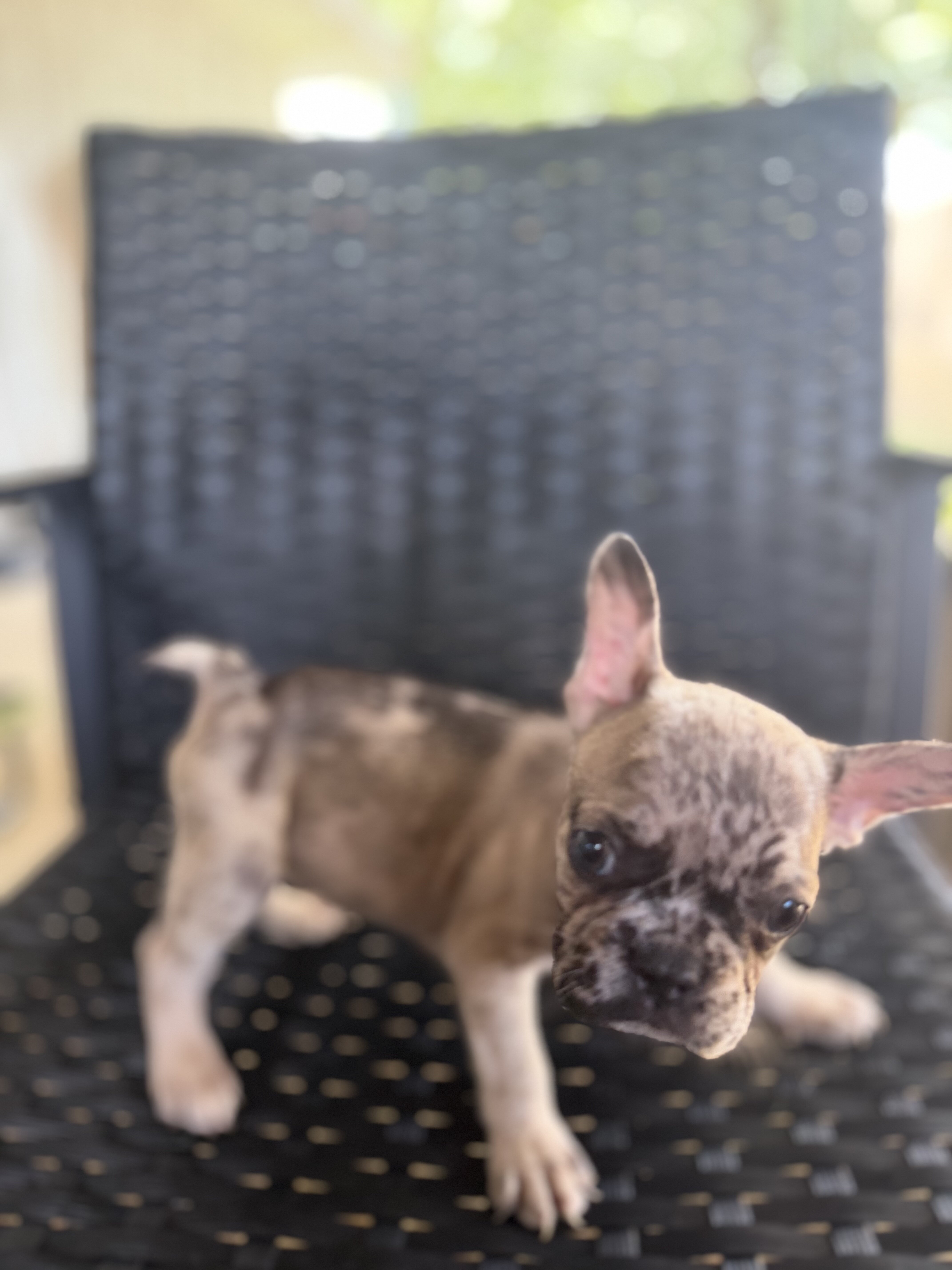 Frenchie puppies image 5