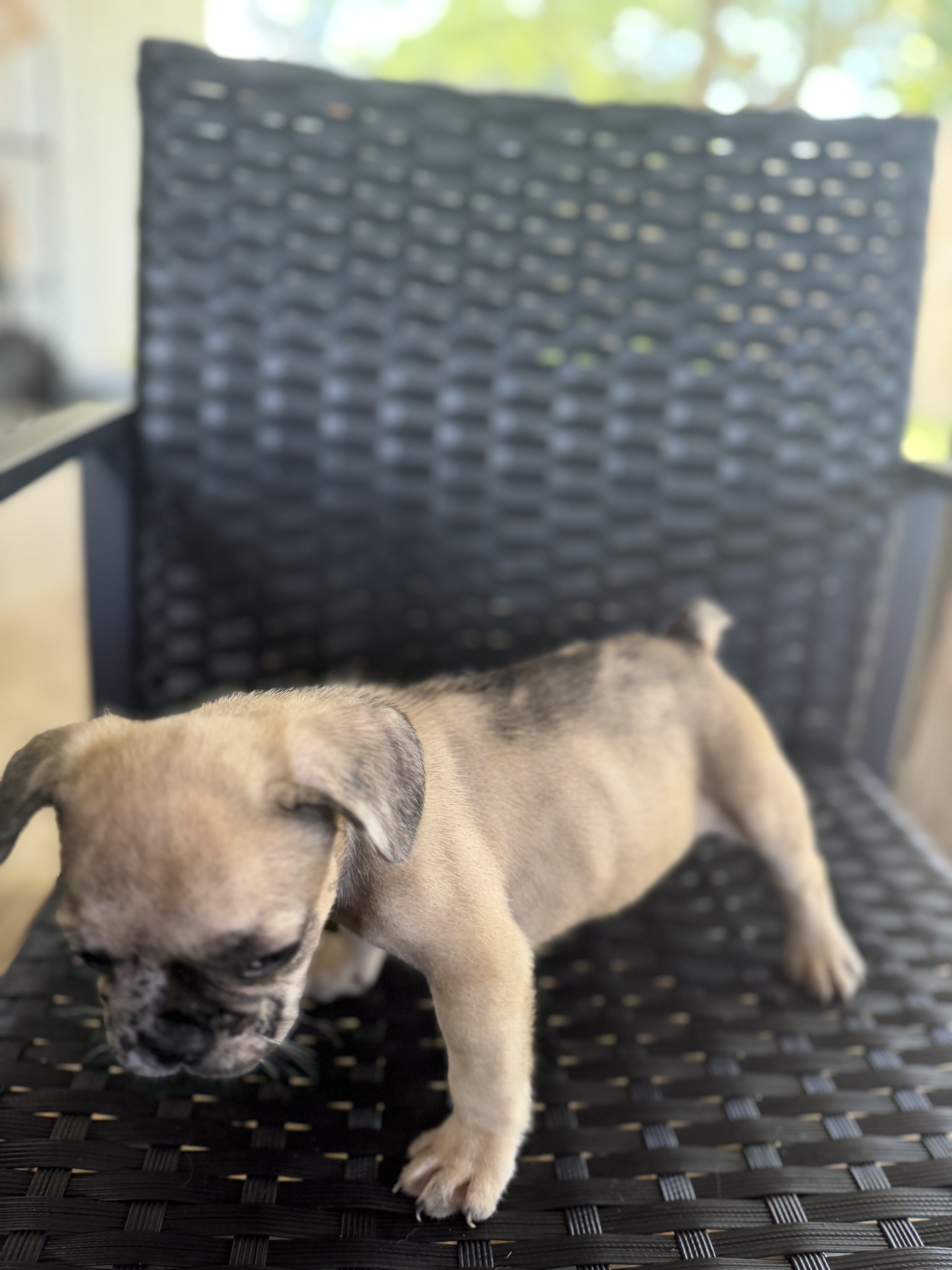 Frenchie puppies image 6