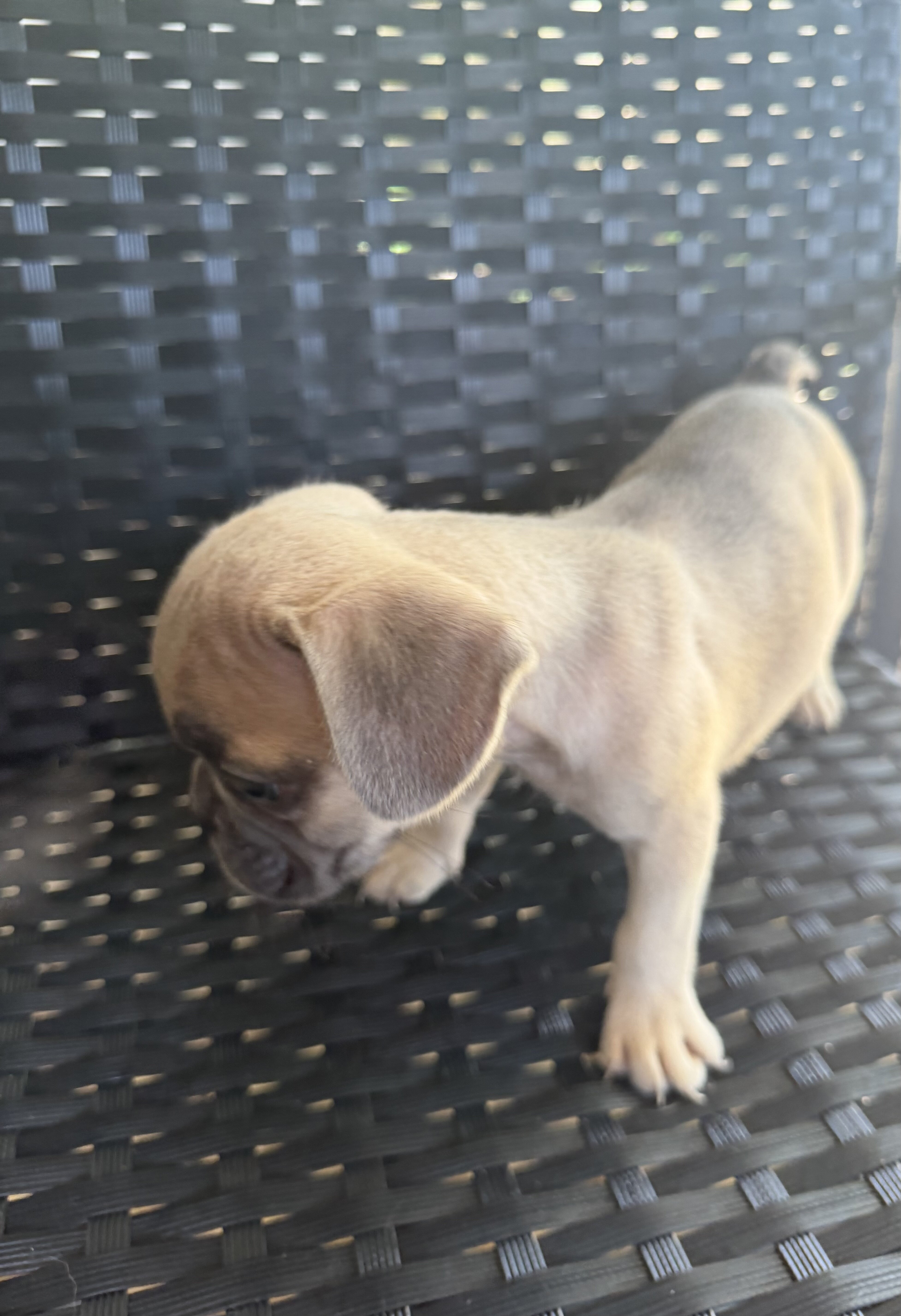 Frenchie puppies image 8