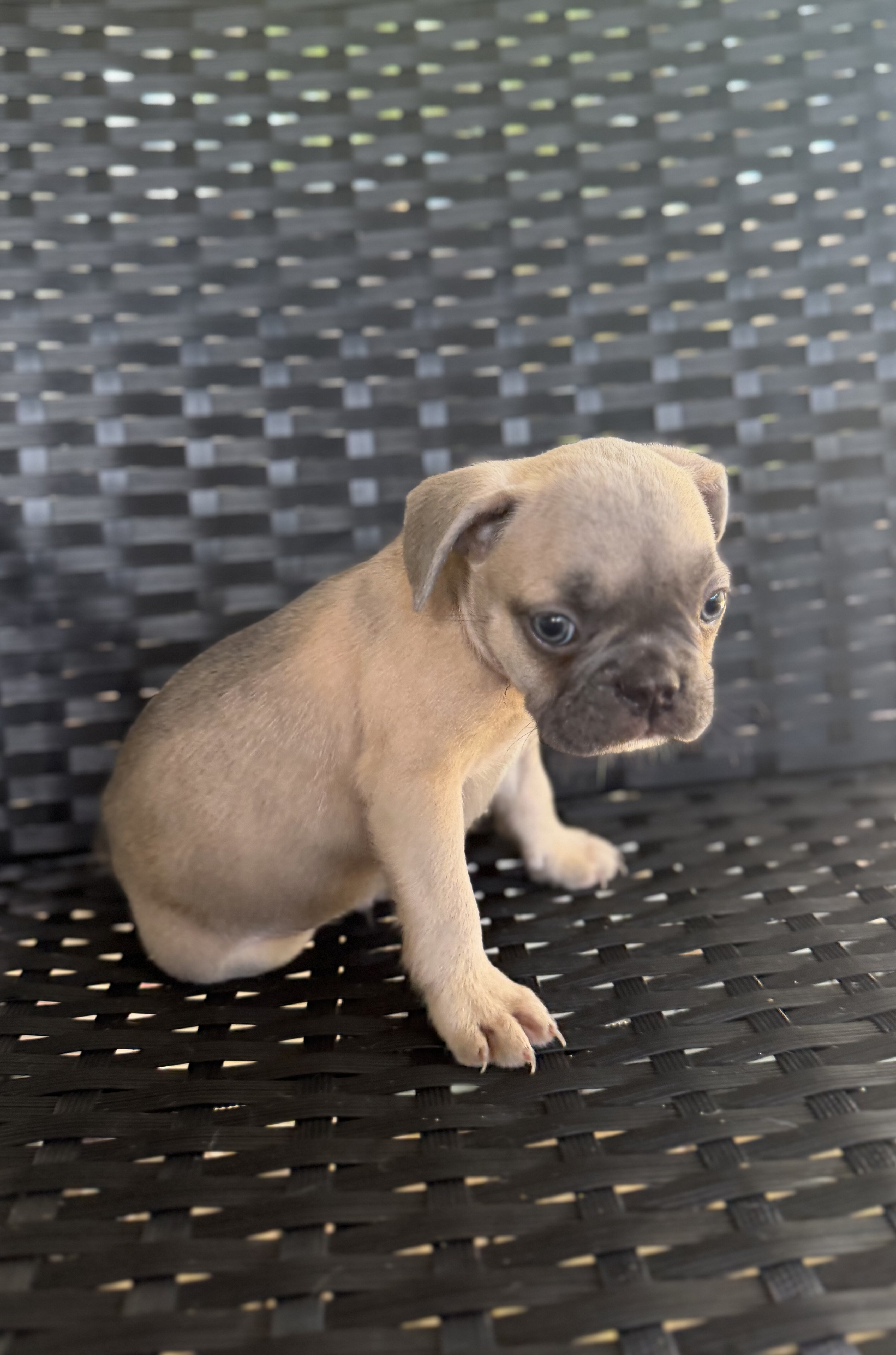 Frenchie puppies image 4