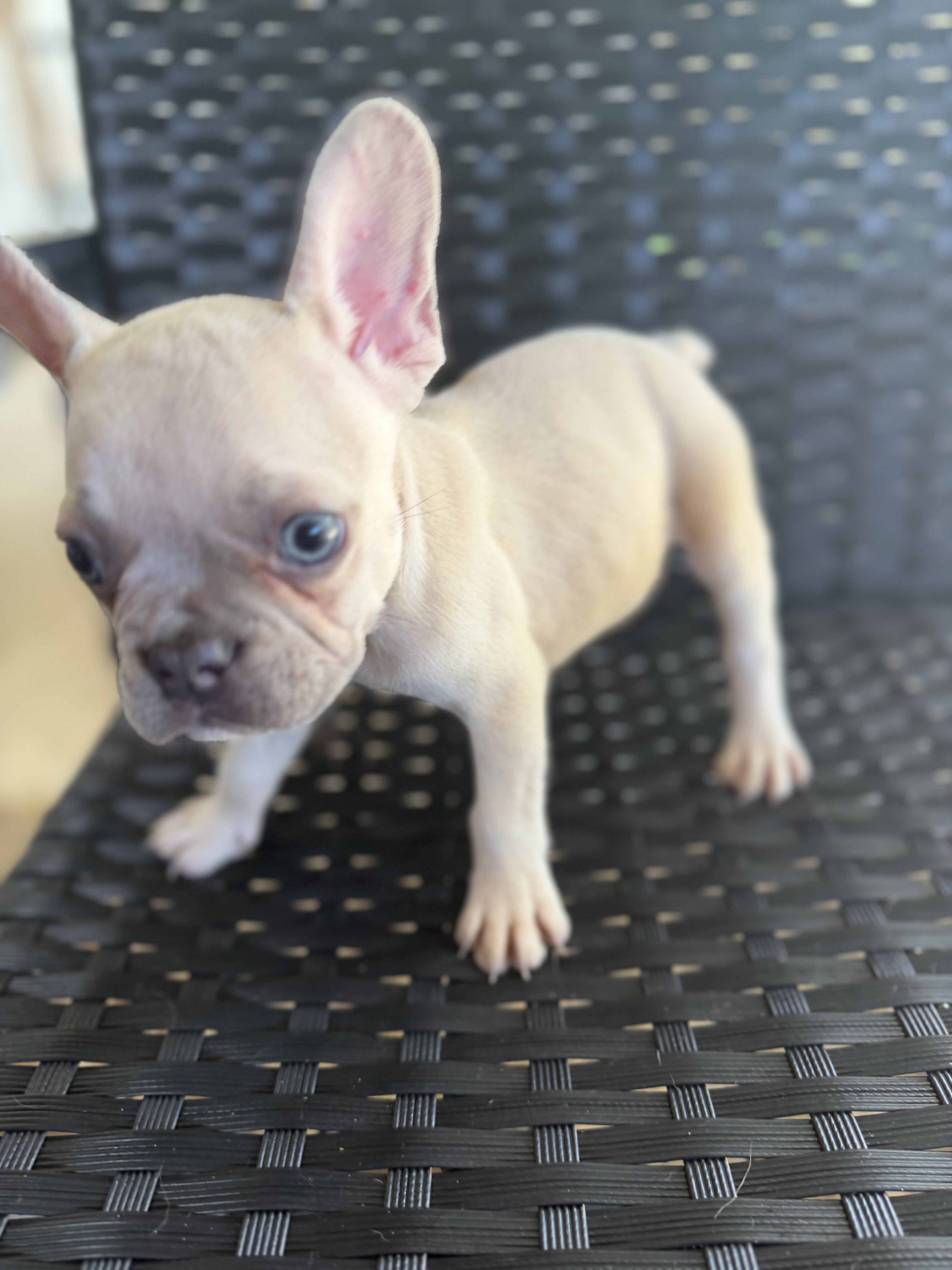 Frenchie puppies image 7