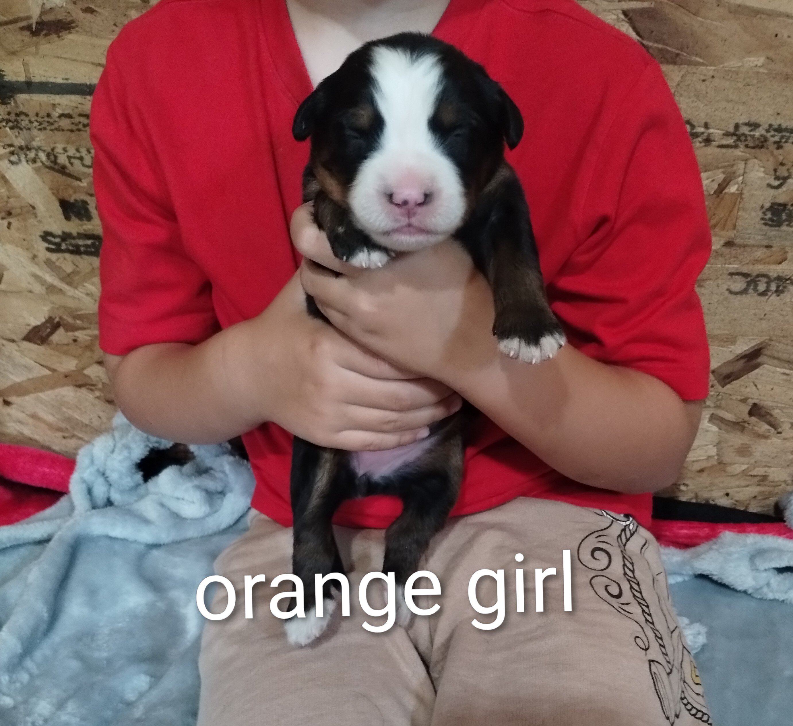 Bernese mountain dog puppy image 1