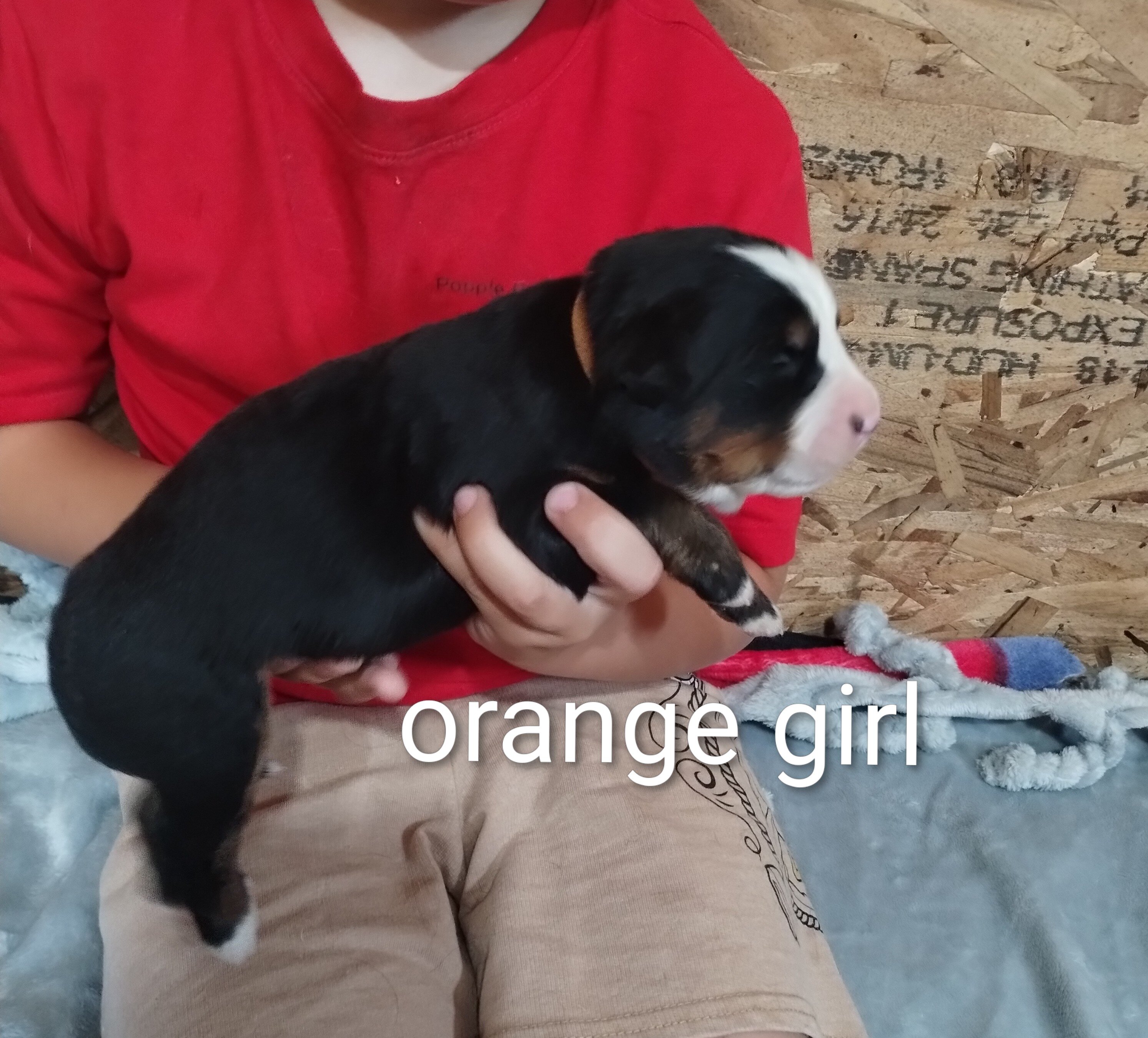 Bernese mountain dog puppy image 2