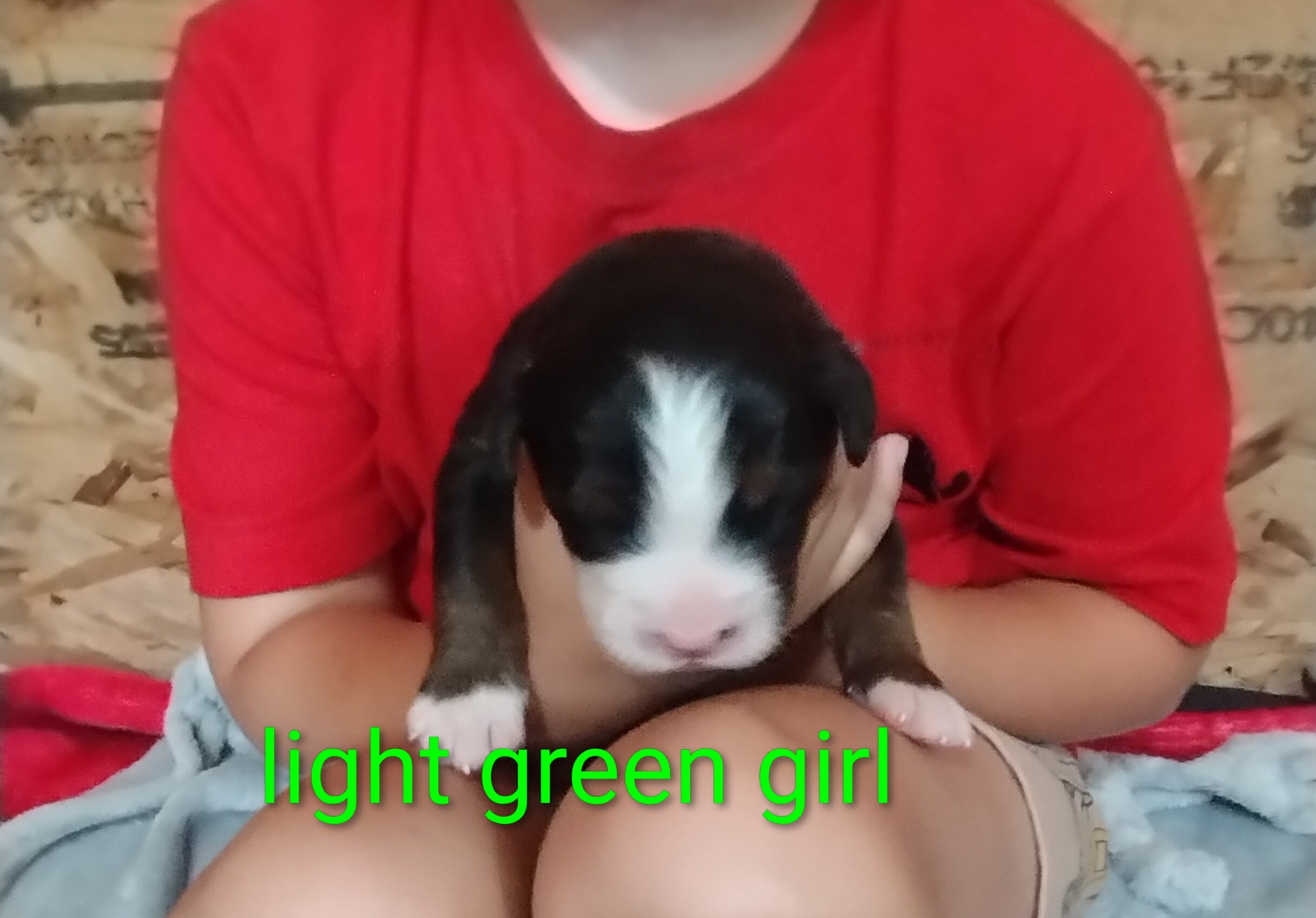 Puppy image 1