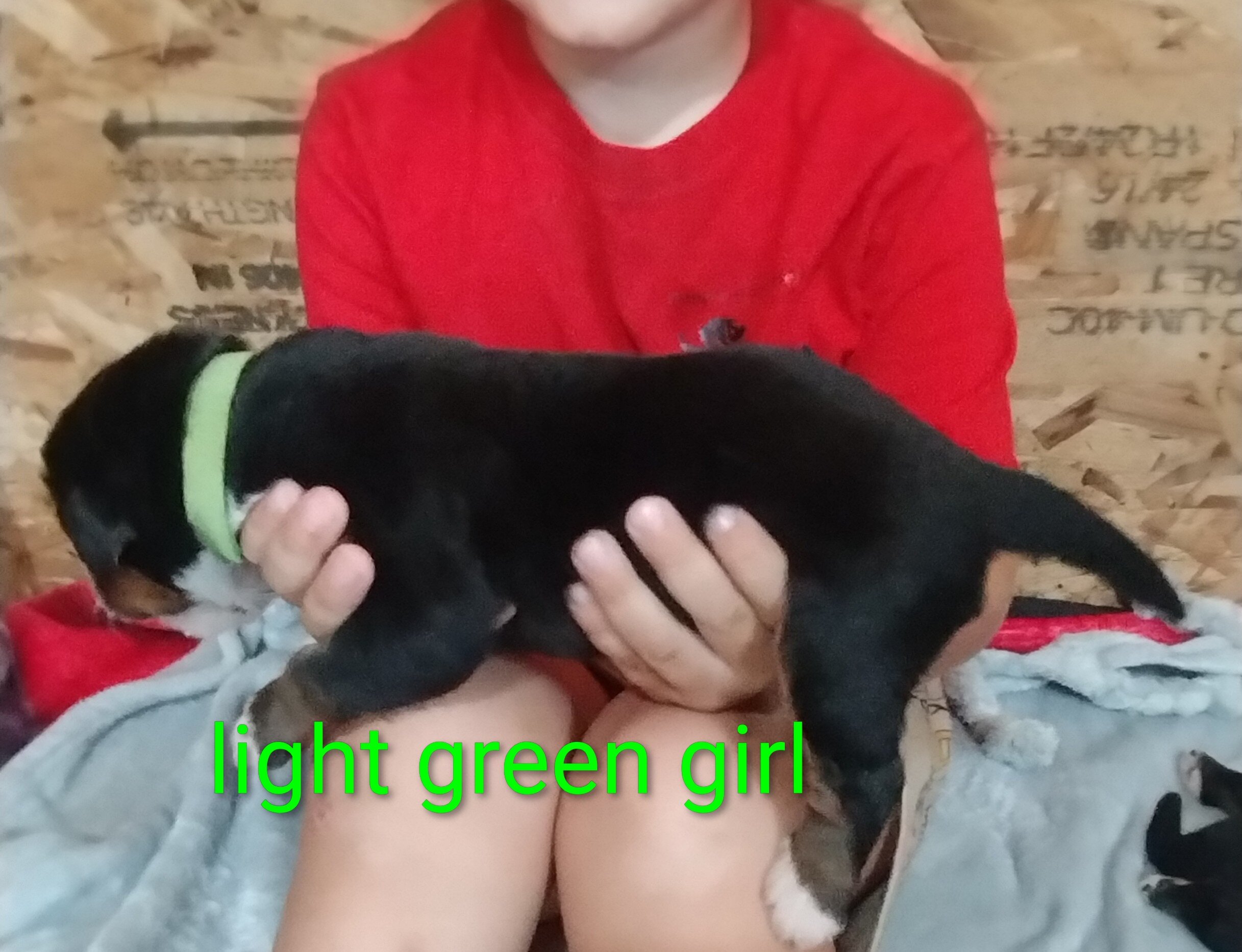 Puppy image 2