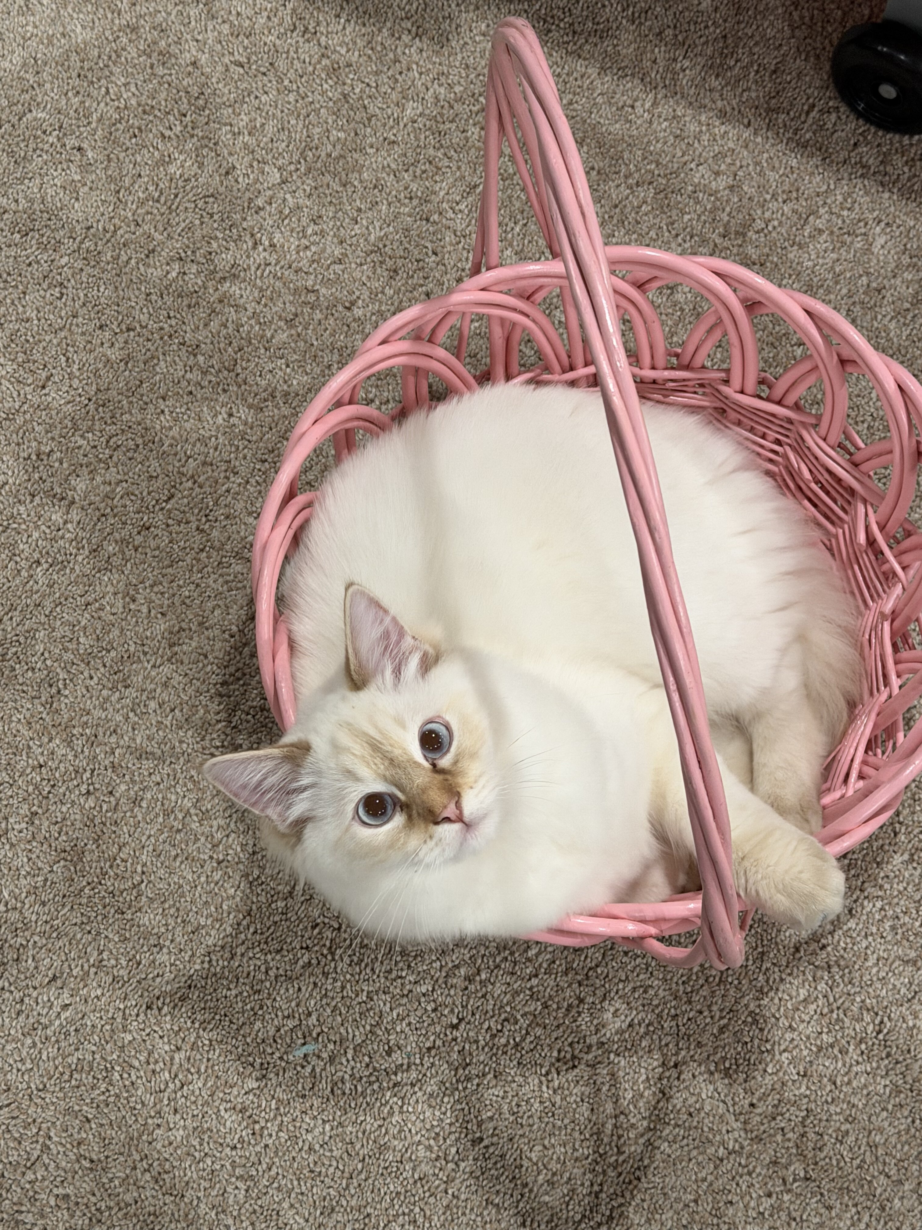 Ragdoll Cat image 3