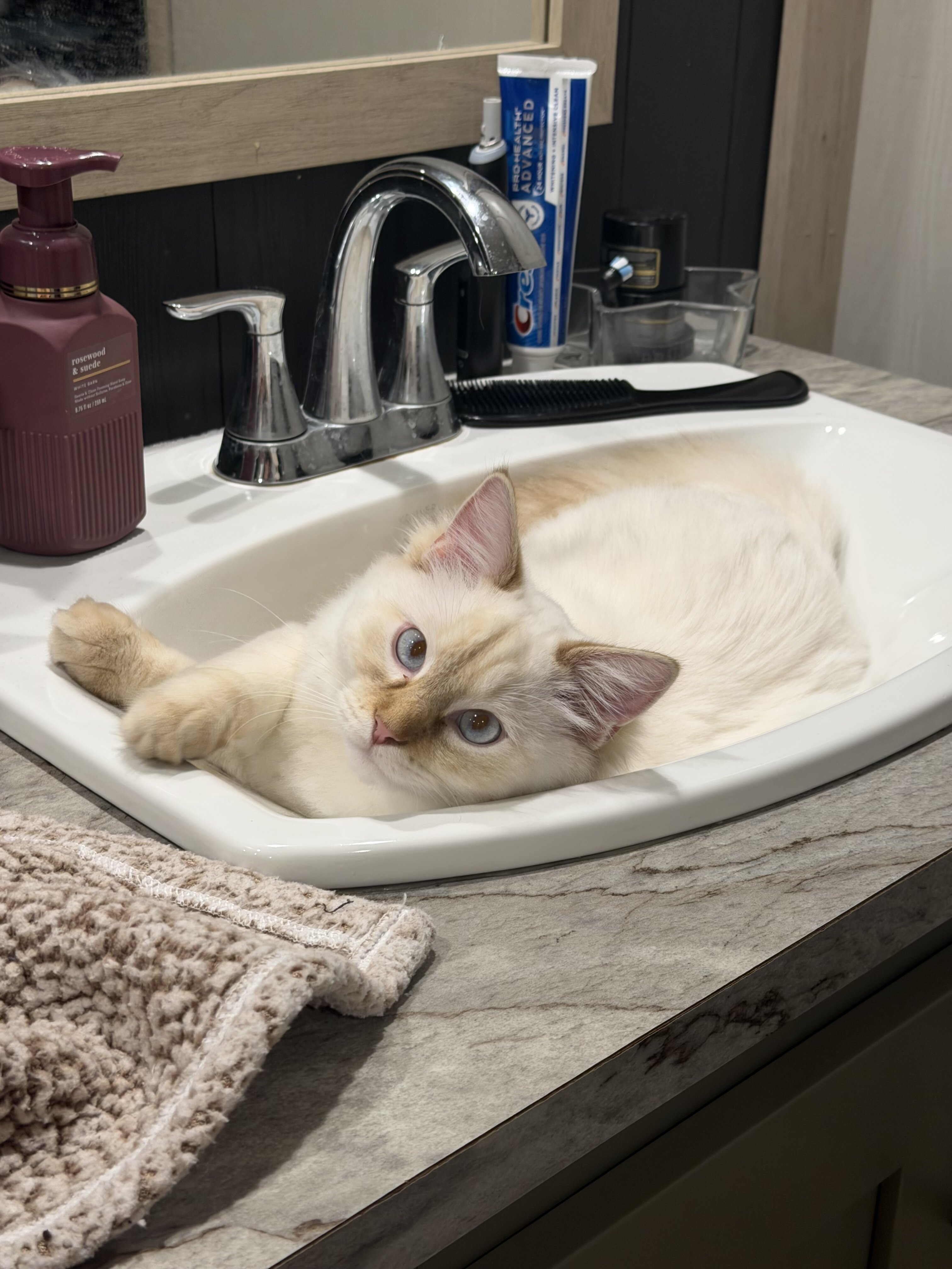 Ragdoll Cat image 2