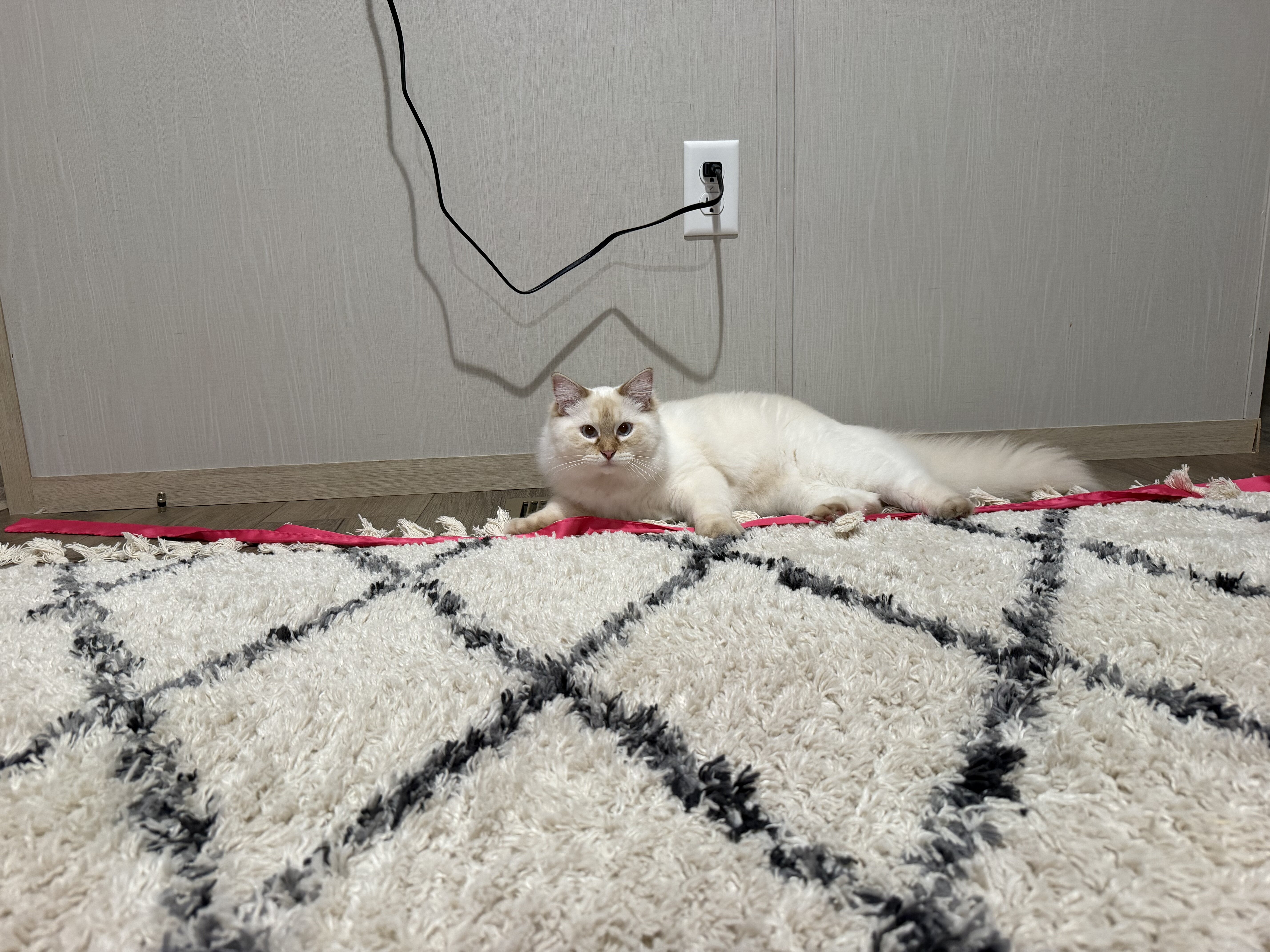 Ragdoll Cat image 1