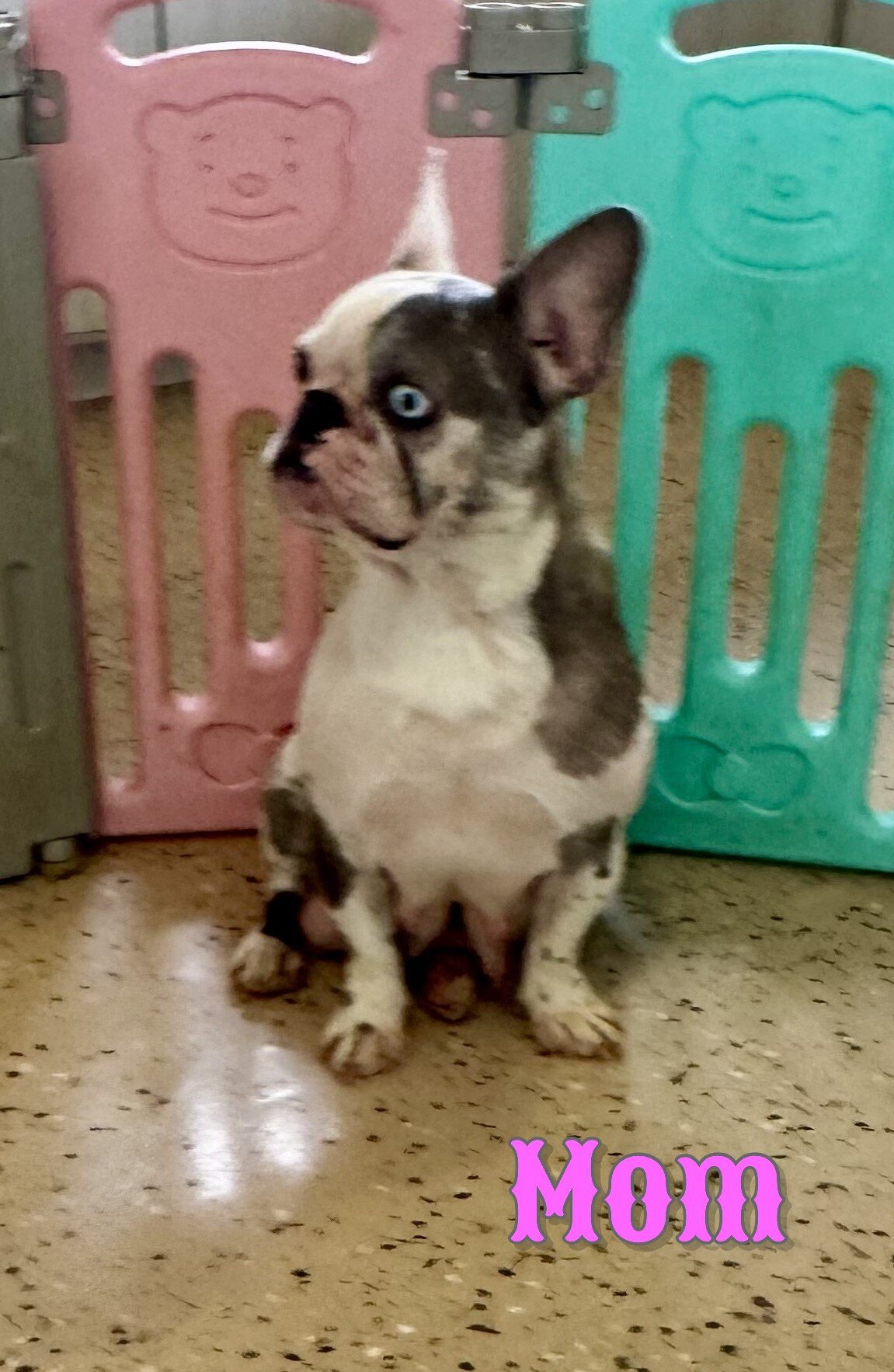 Pearl Female French Bulldog image 6