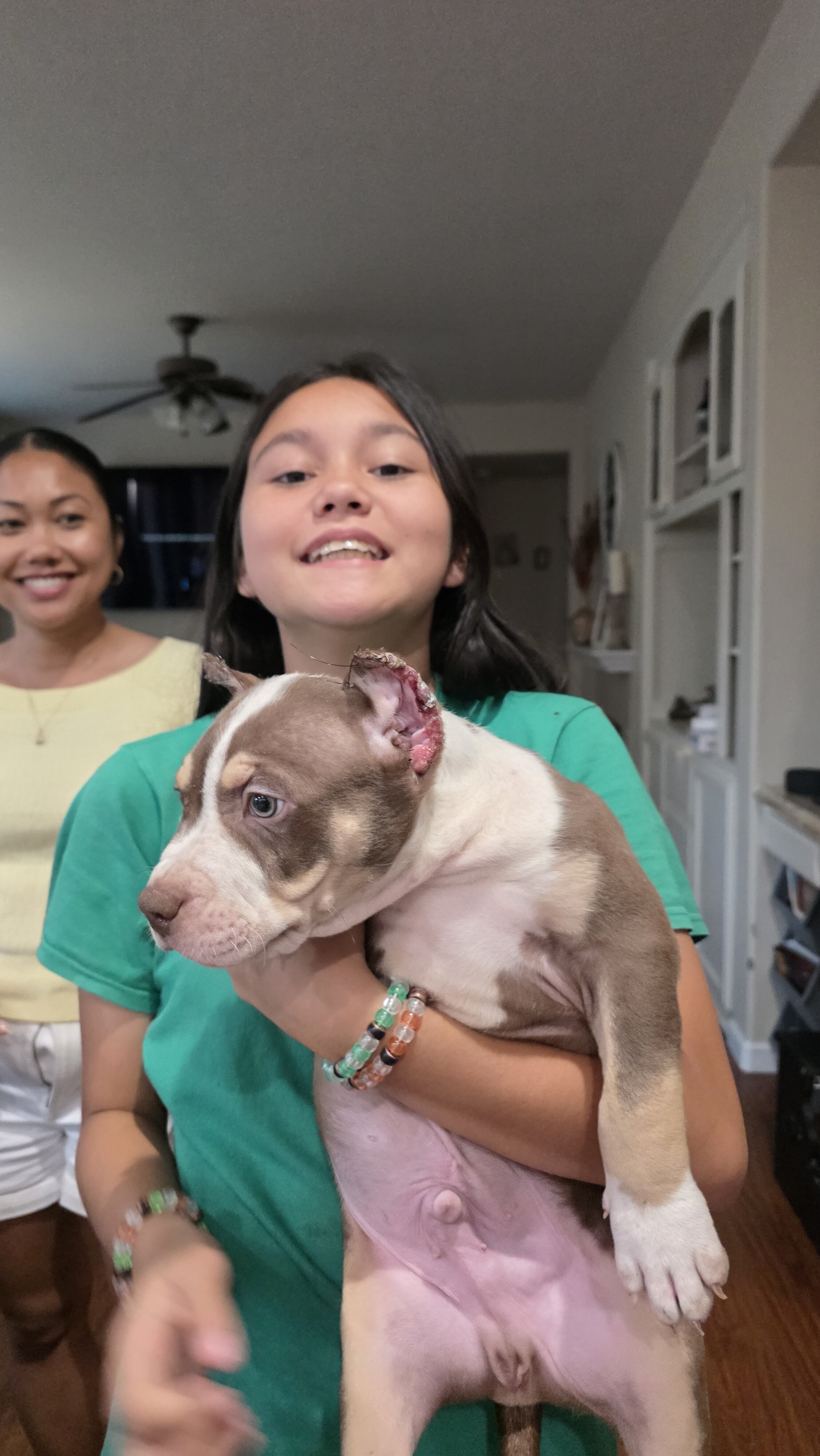 XL American Bullies image 3